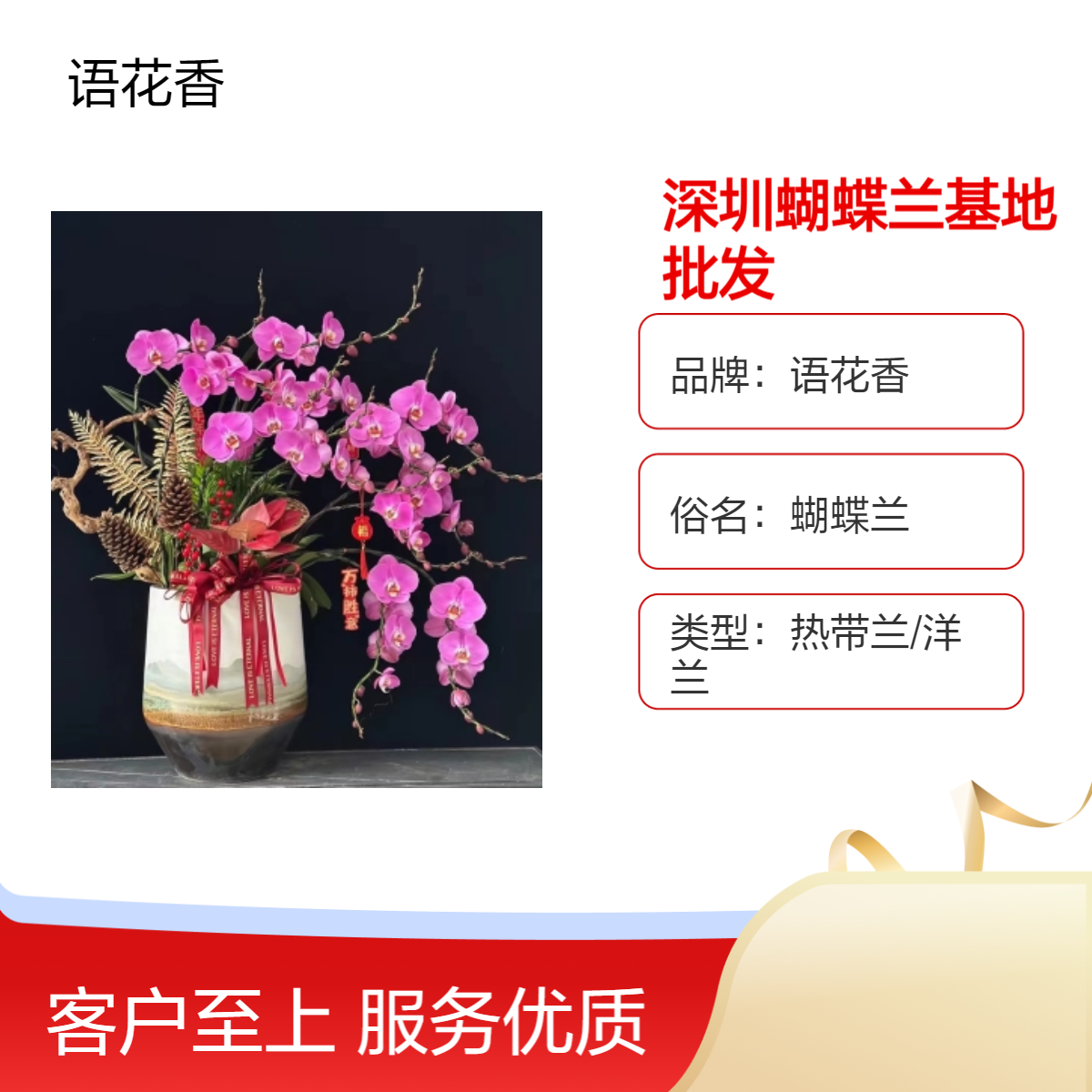 深 圳蝴蝶兰基地批发 语花香实体花店精品盆栽 年宵花卉盆景