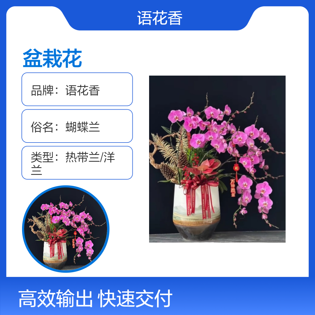 货号998 蝴蝶兰盆栽花 花艺双全 5剑以上花枝 中性光照室内外皆宜