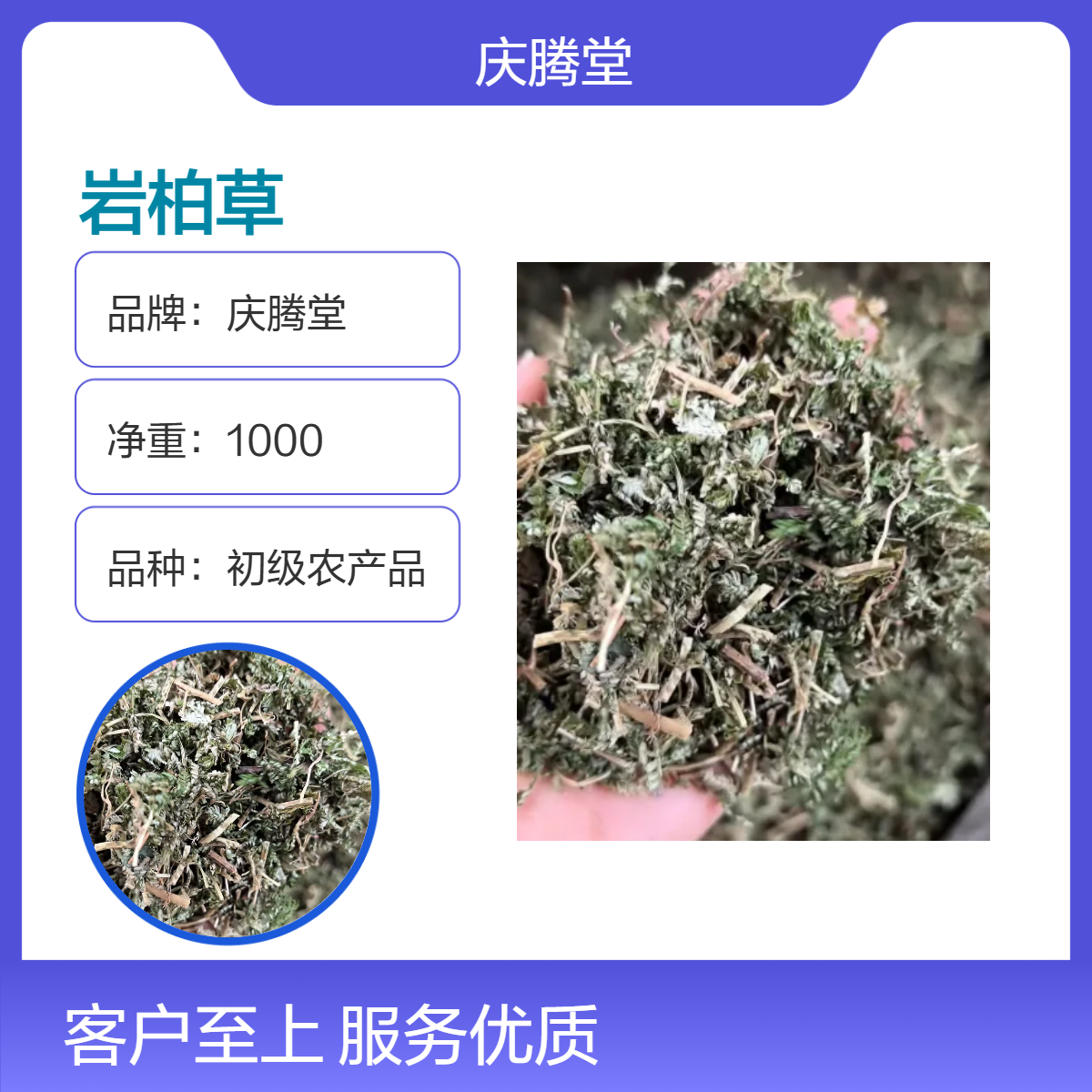 庆腾堂 批发 岩柏草 石上柏 卷柏 当年新货 无硫 好品质