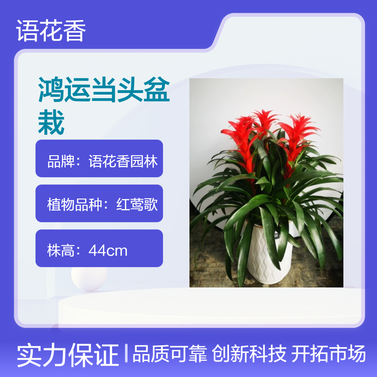 语花香园林 鸿运当头盆栽 年宵花卉盆栽 春节送礼花卉