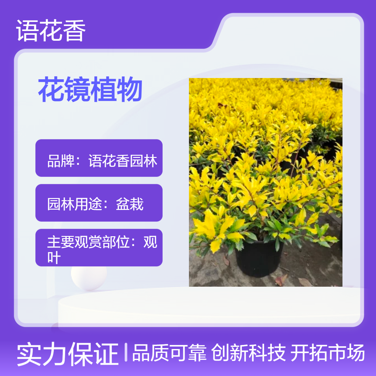 语花香 花镜植物黄金枸骨盆栽 庭院室外金色绿植造景耐热耐旱好养