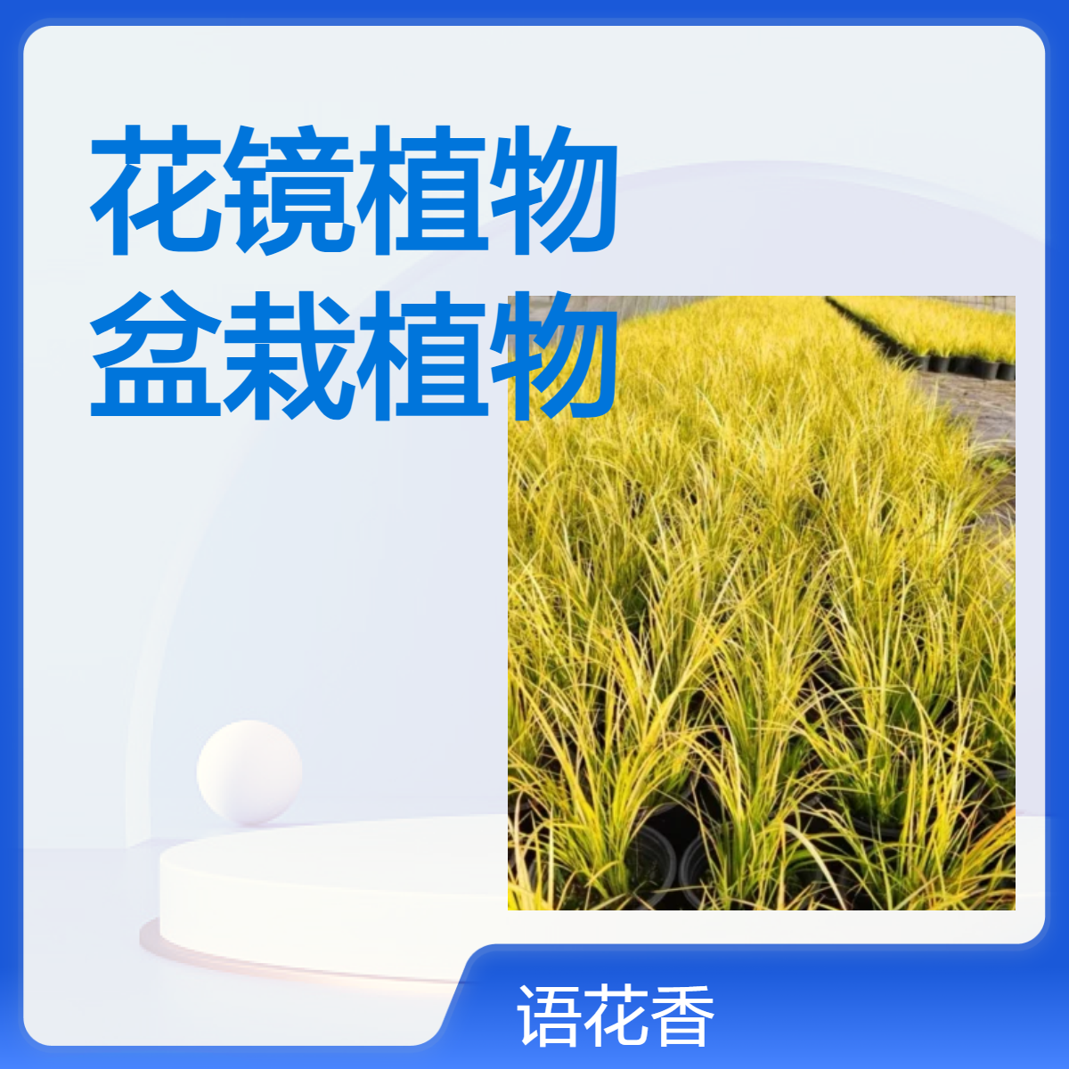 地被花镜植物 金叶石菖蒲盆栽 金叶苔草绿植四季常绿青一加仑