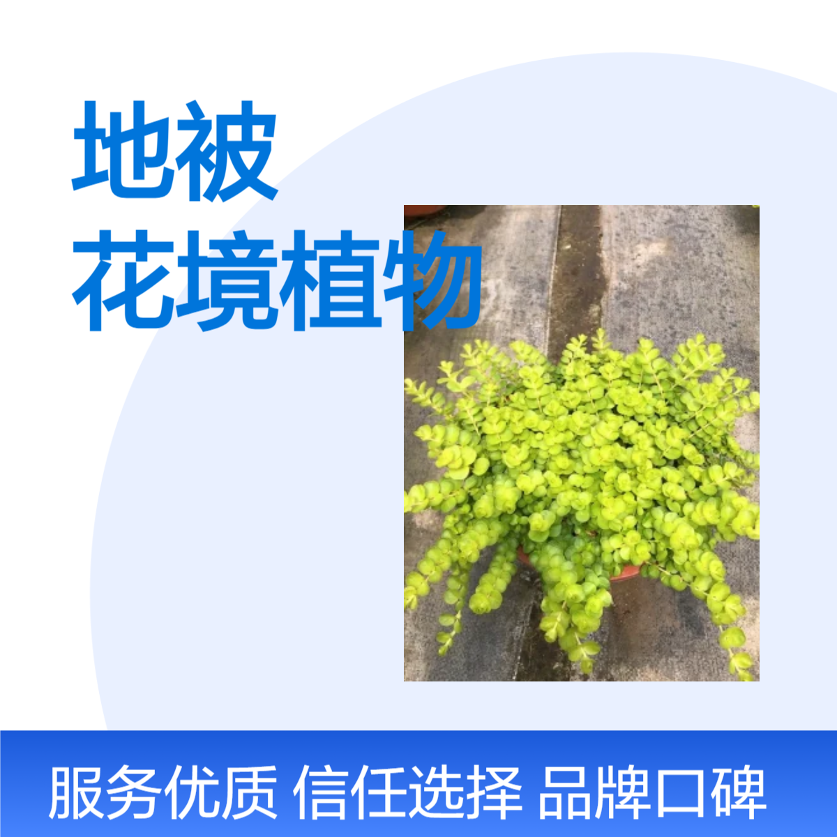 金叶过路黄盆栽地被垂吊多年生耐热耐寒观叶常绿花境植物