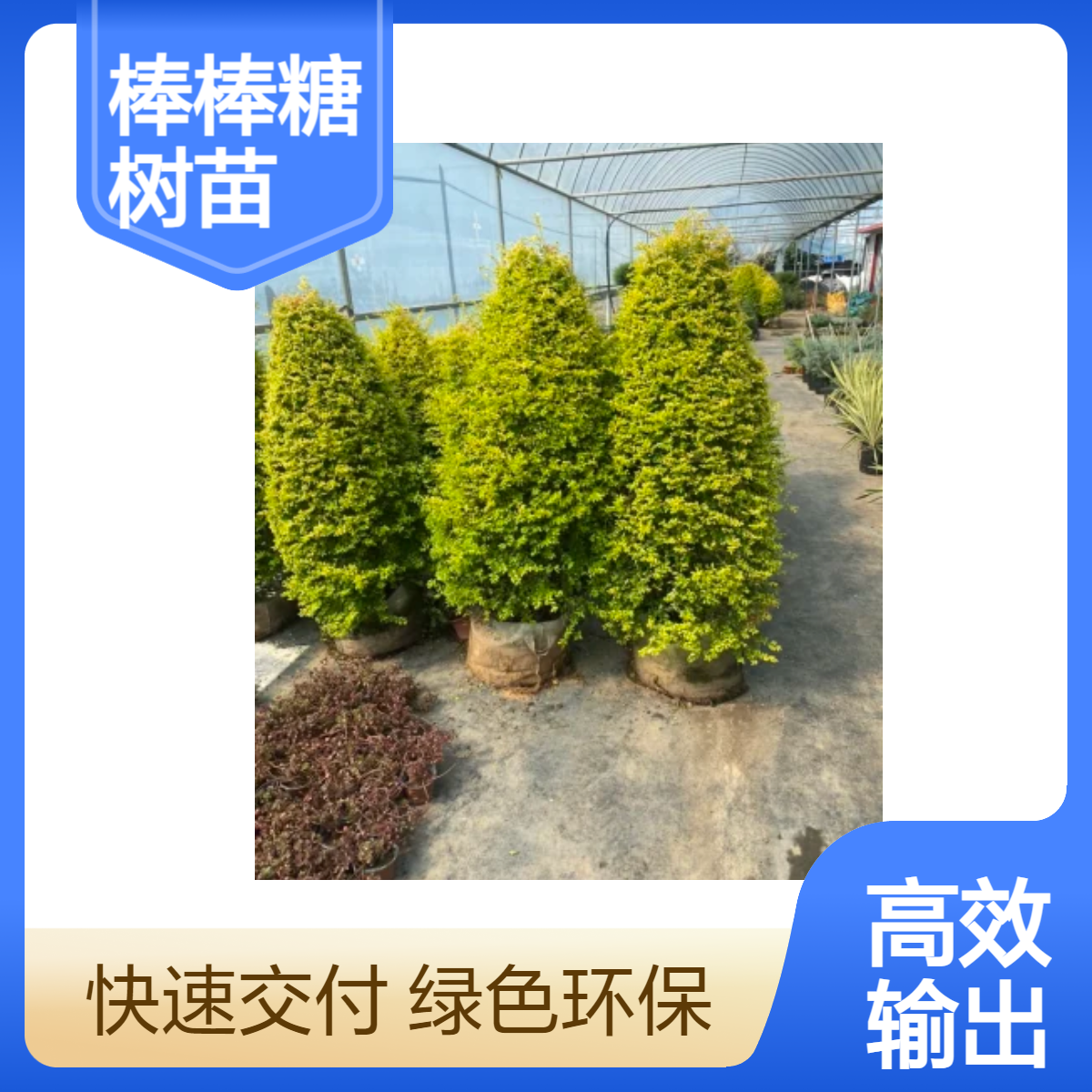金叶女贞亮晶女贞棒棒糖树苗别墅庭院造型树盆栽花镜植物