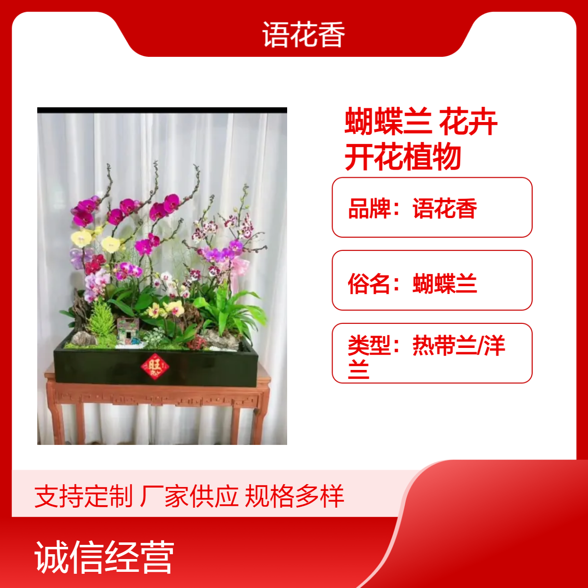 蝴蝶兰盆栽深 圳同城配送年宵花卉开业乔迁鲜花礼品开花植物