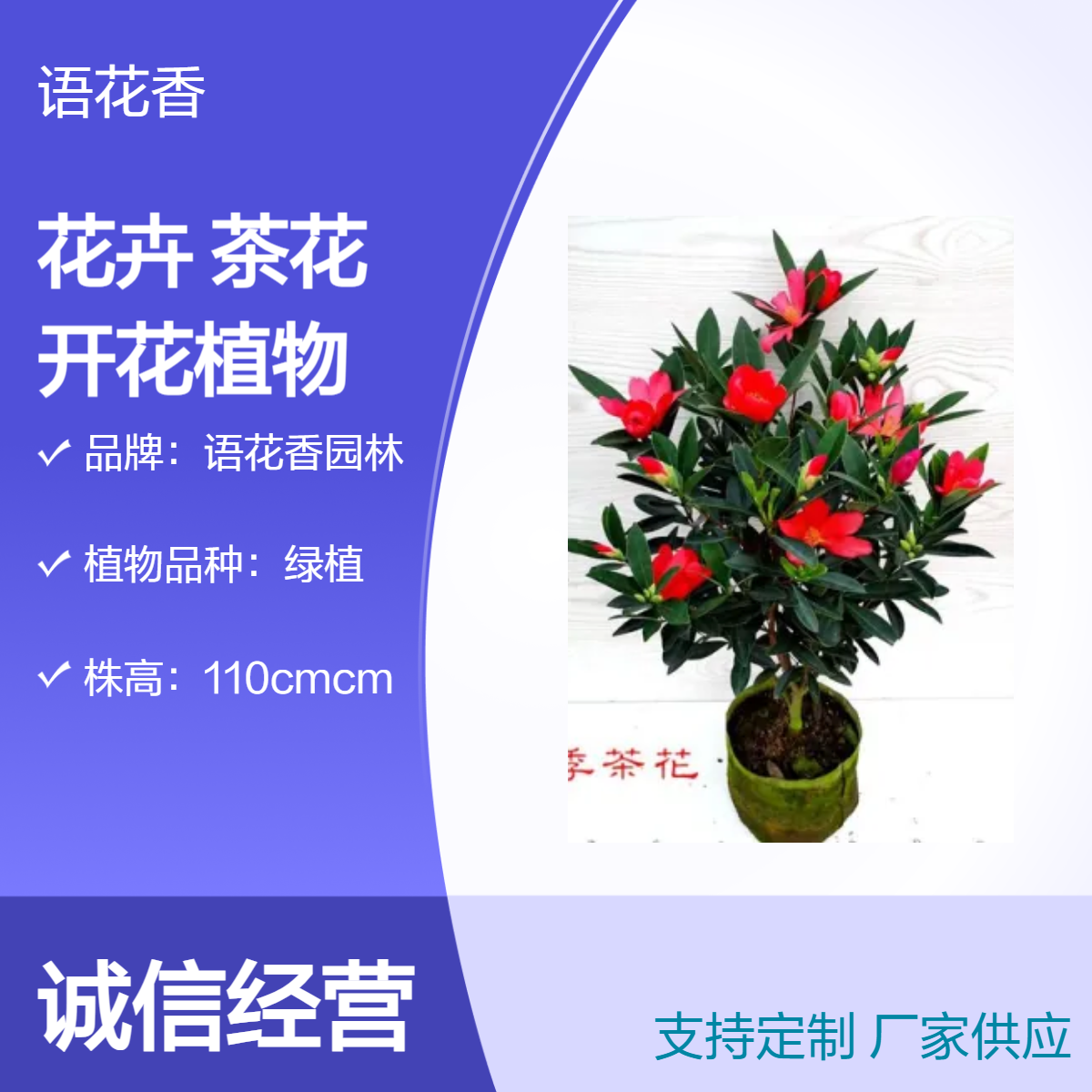语花香园林茶花绿植 喜阳耐温12℃ 庆典摆件 观叶绿色系花卉