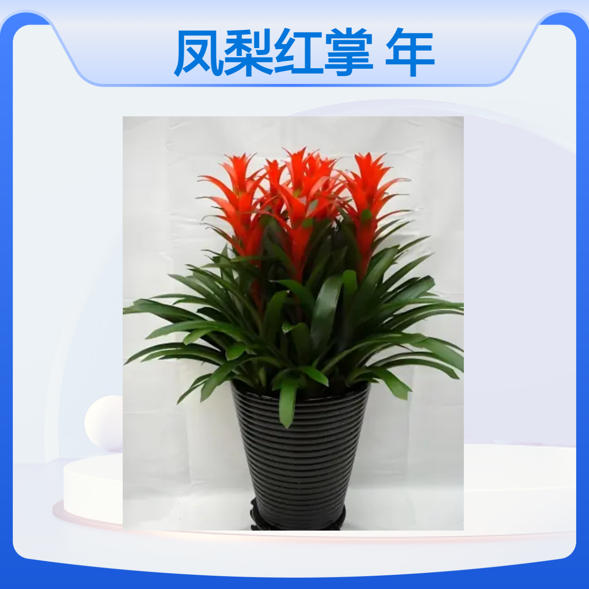 语花香鸿运当头大型盆栽 凤梨红掌年宵花卉 公司开业乔迁送礼