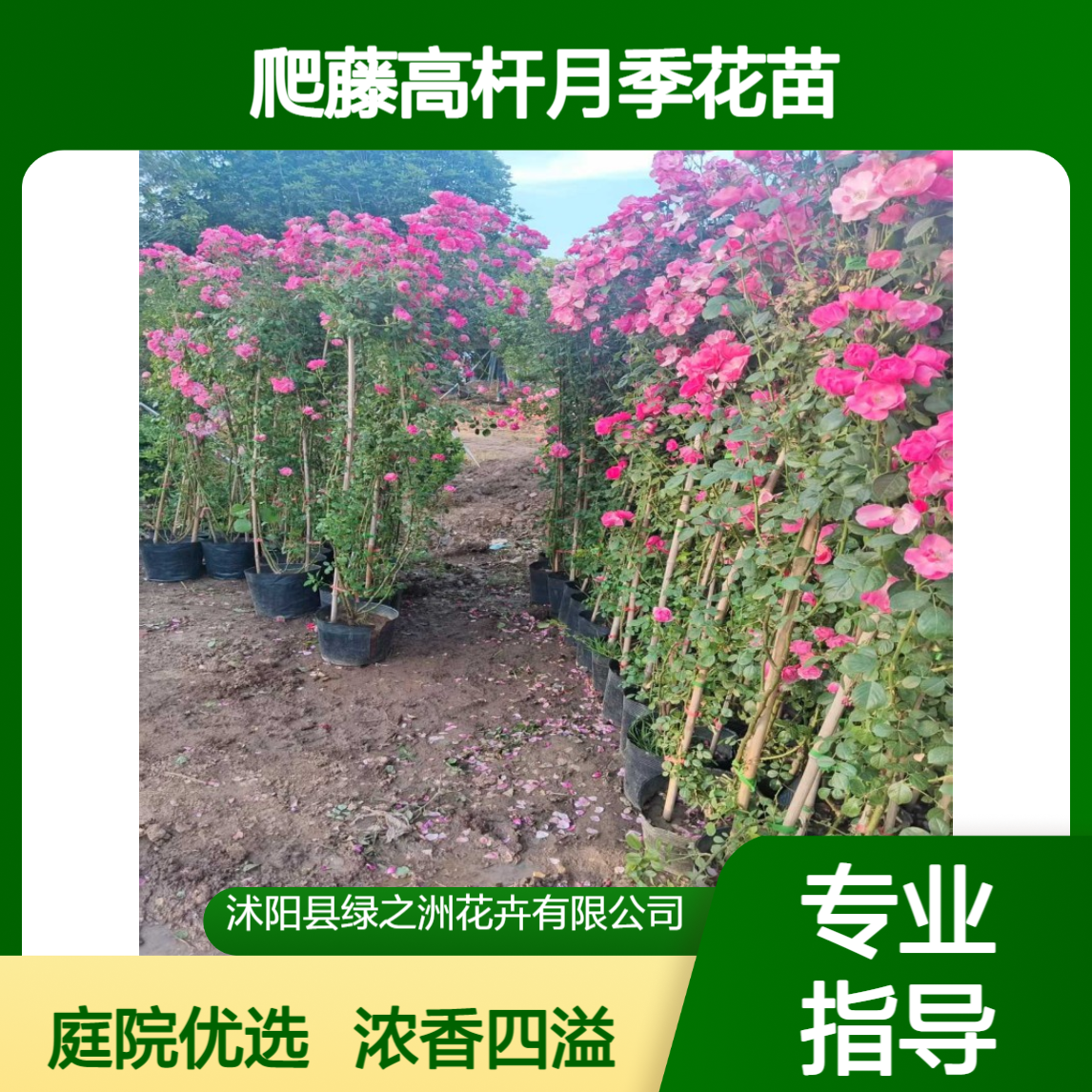 树状月季苗 庭院花卉植物大树桩月季花 浓香花卉爬藤高杆月季花苗