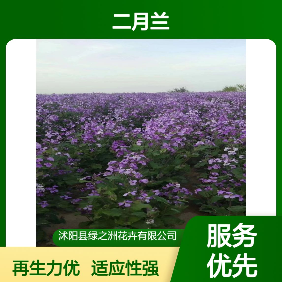 二月兰种子 适用于道路绿化 适应性强易成活 再生能力强