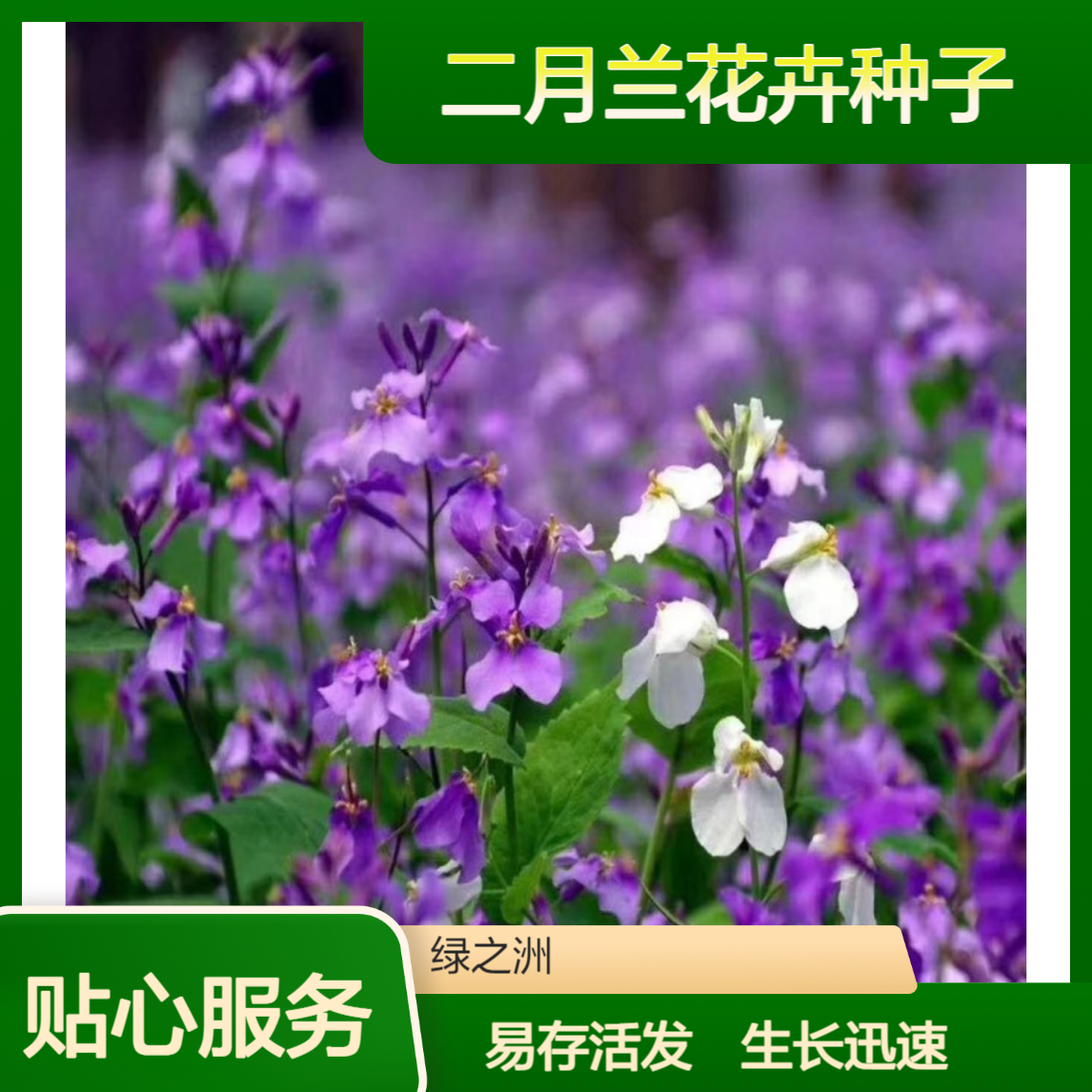 二月兰花卉种子 景观紫色花海 生长快易存活发芽好