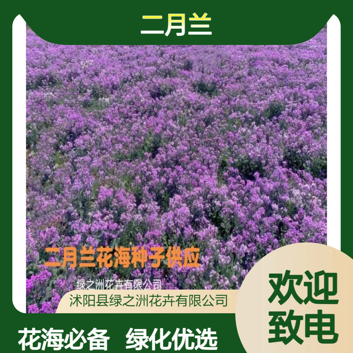 二月兰 高15cm 花海打造专用 适应能力强 工程绿化