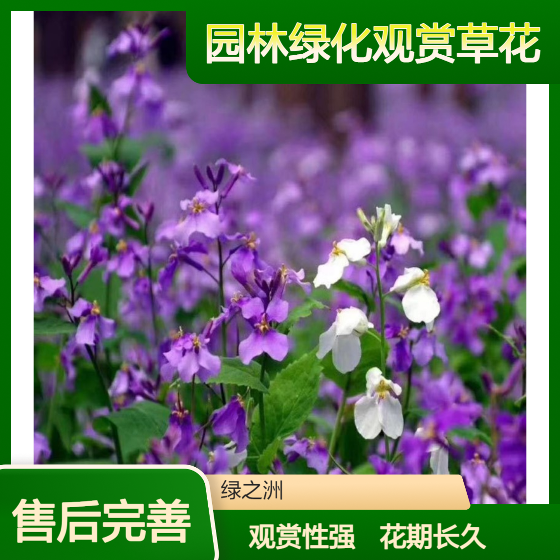 二月兰种子 宿根花卉 学校园林绿化观赏草花 紫色花系花期长 观赏性高