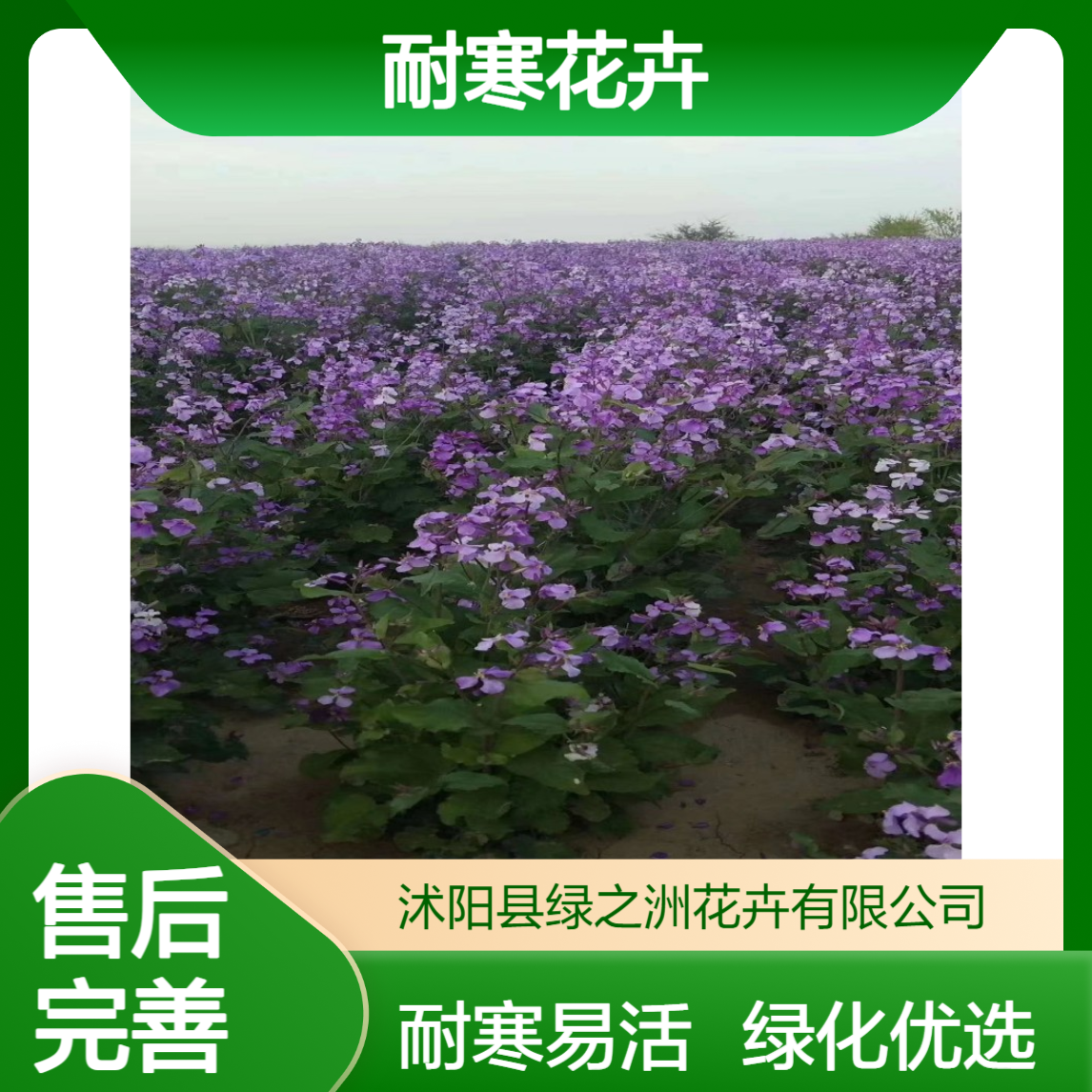 二月兰小苗穴盘苗批发 绿化工程专用耐寒花卉