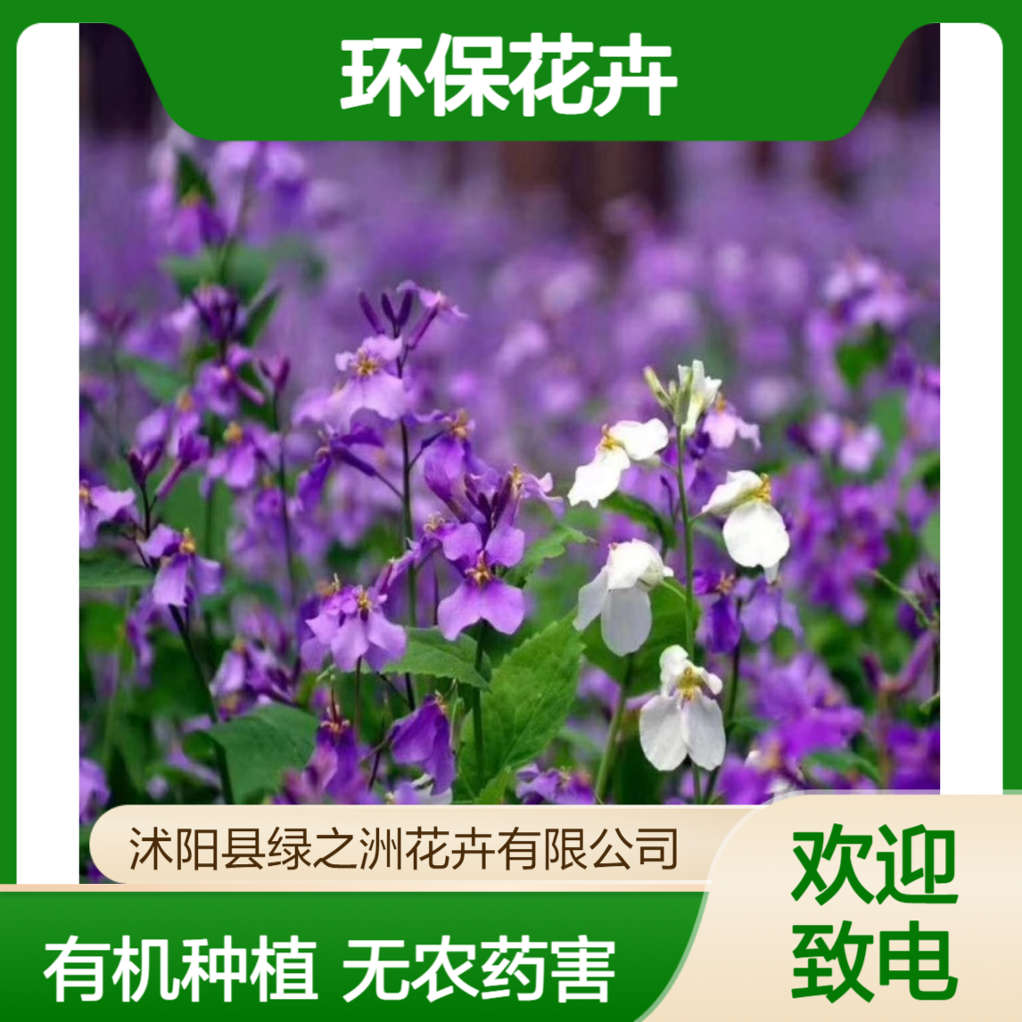 二月兰有机种植无农药 生态园林工程专用环保花卉种苗