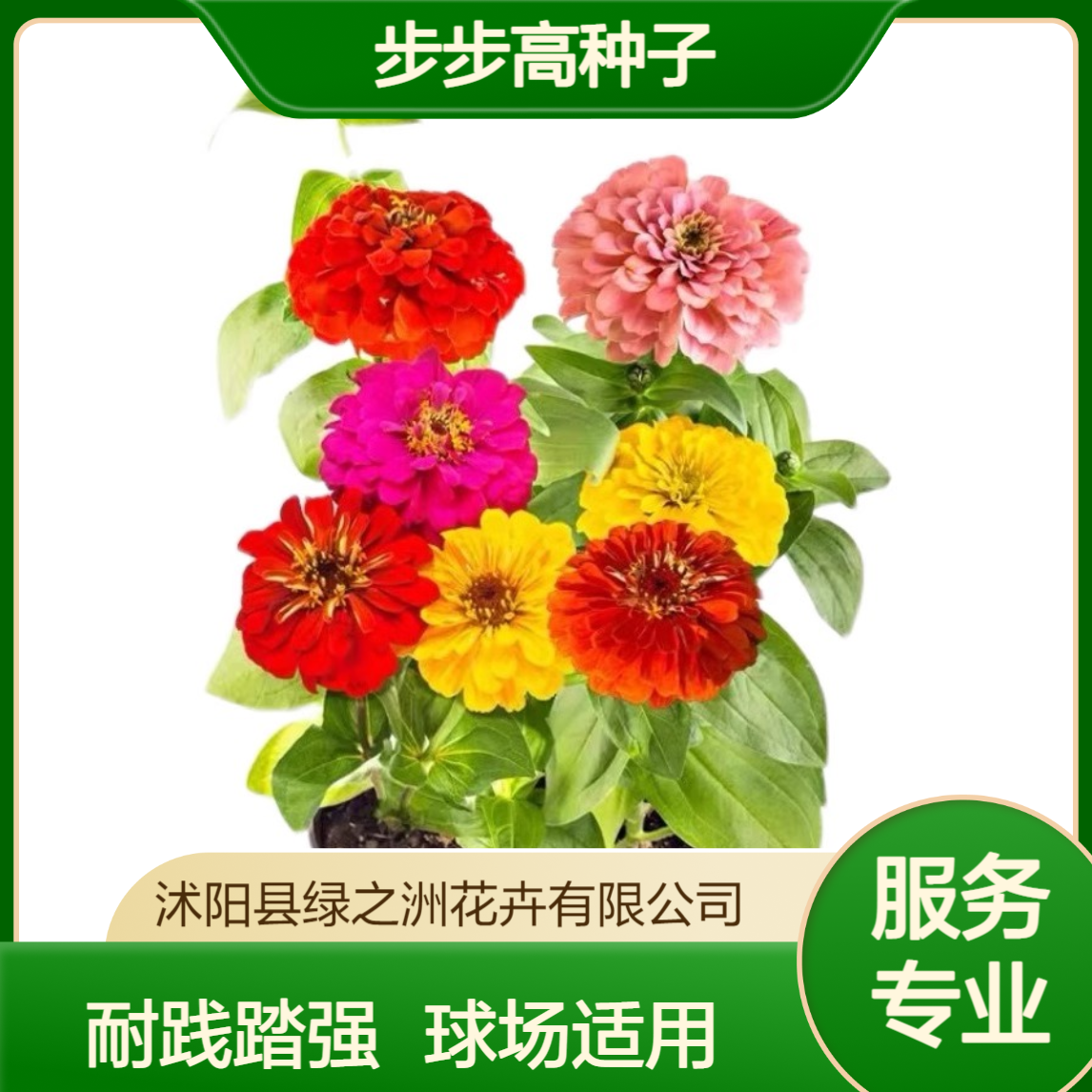 百日草花步步高种子 株高30-60分枝较多 适用于球场 耐践踏