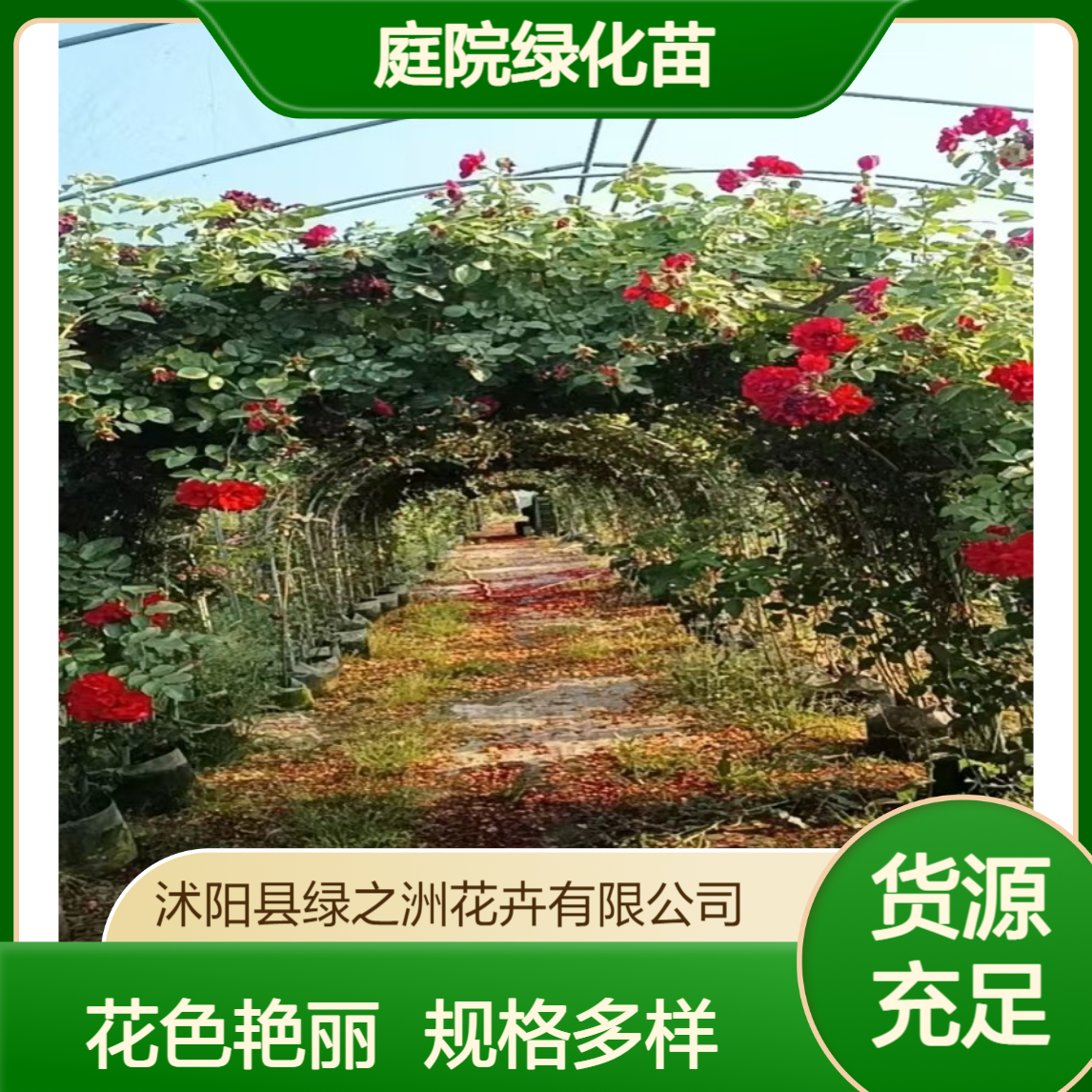 树状月季 基地直供 小区公园庭院绿化苗 花色鲜艳 规格齐全