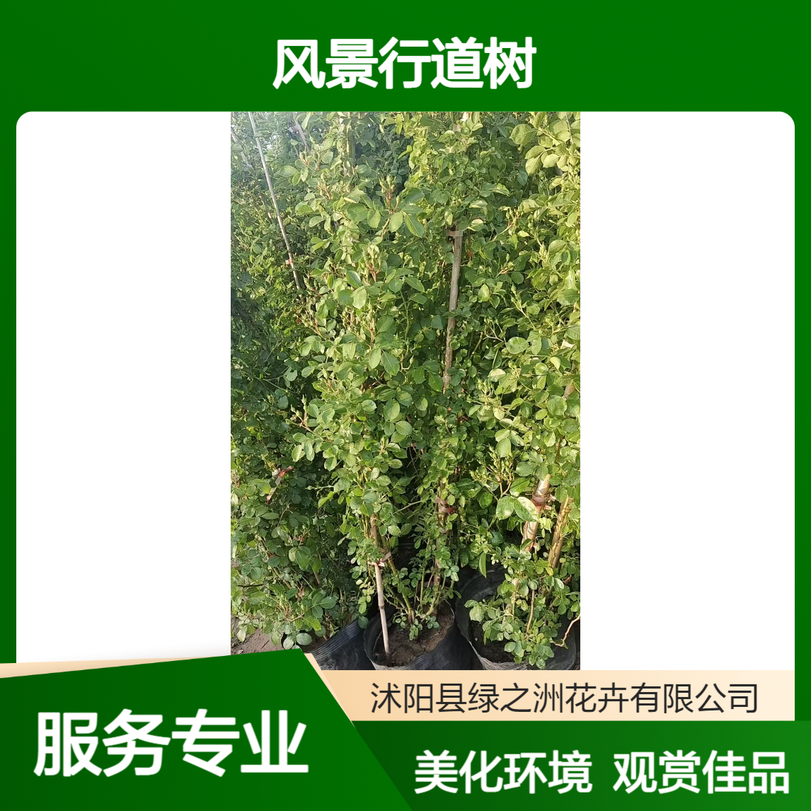 树状月季 庭院盆栽树桩大花月季 小区公园庭院观赏种植 风景行道树