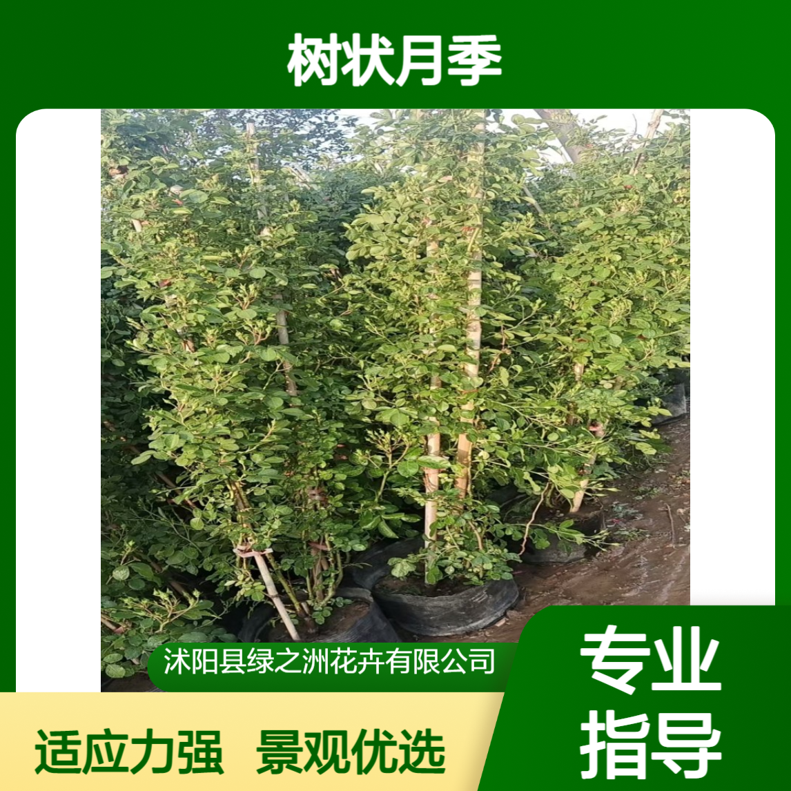 树状月季3至4公分 根系发达 树形美观 适应性强 景观绿化用