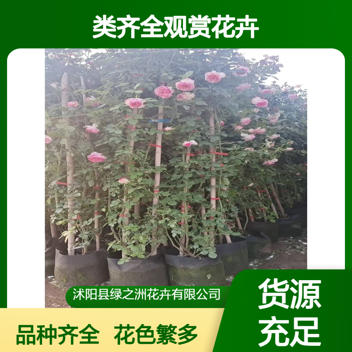 藤本月季 树状造型苗木 花色丰富 种类齐全观赏花卉