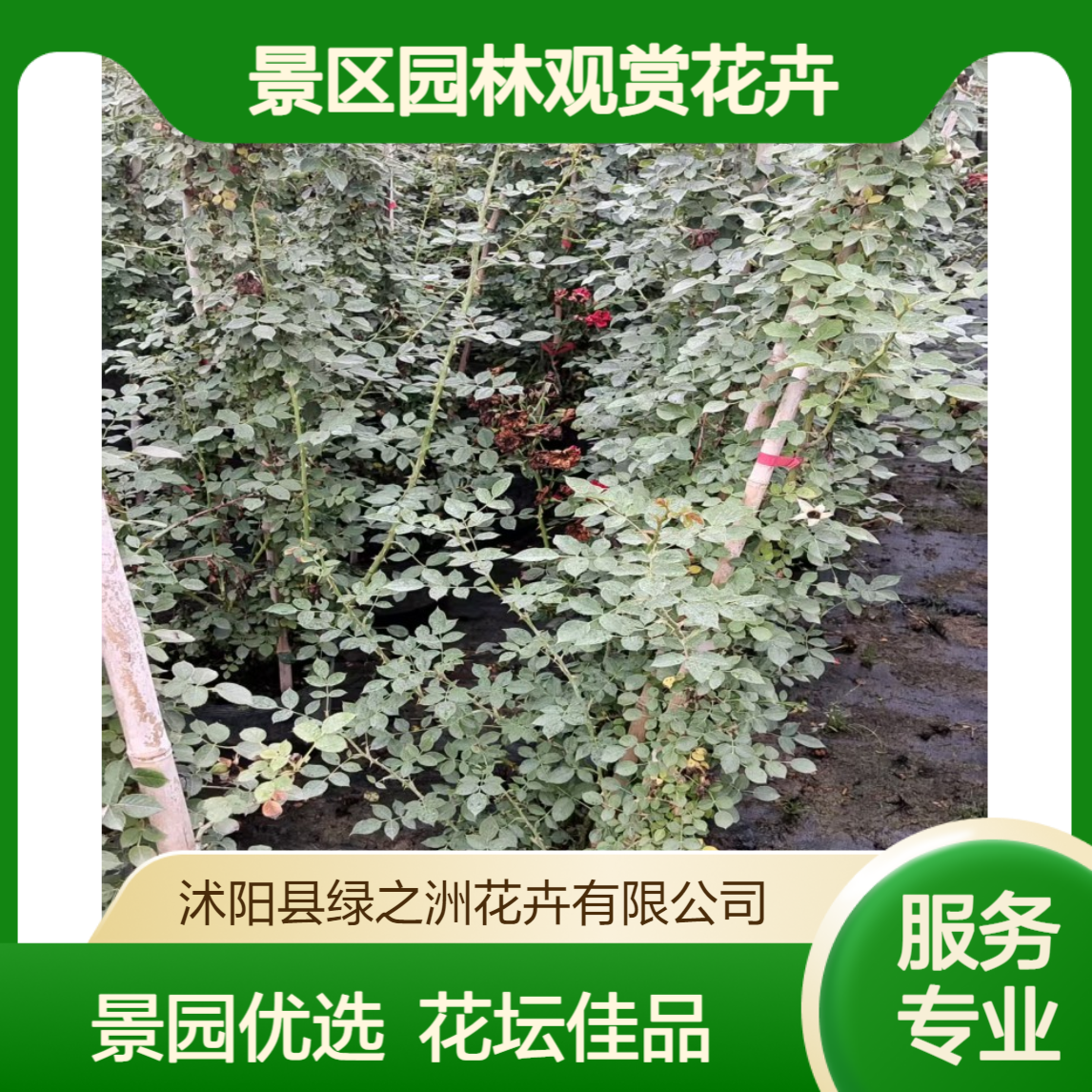 绿之洲出售 树状月季苗 景区园林观赏花卉 花坛花镜栽植苗木