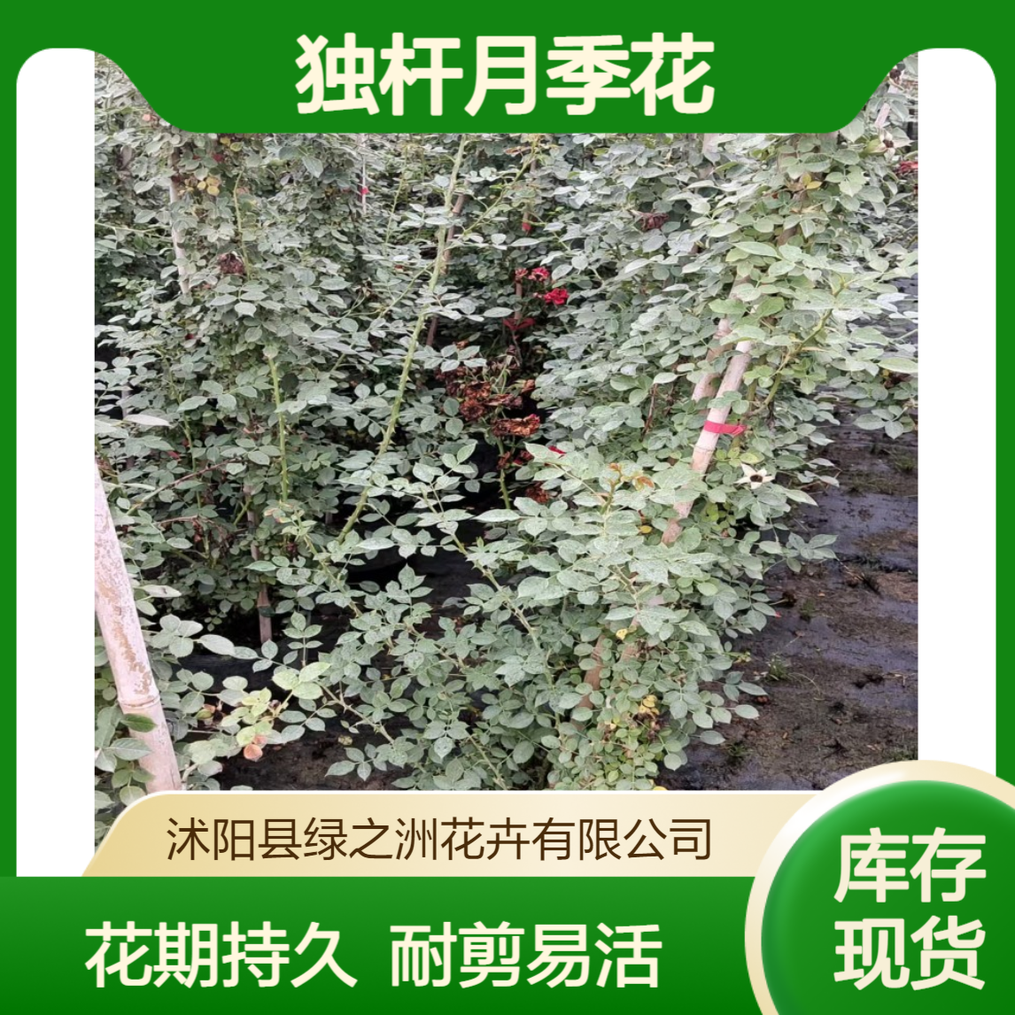 树状月季 庭院公园栽种独杆月季花 耐修剪 花期长
