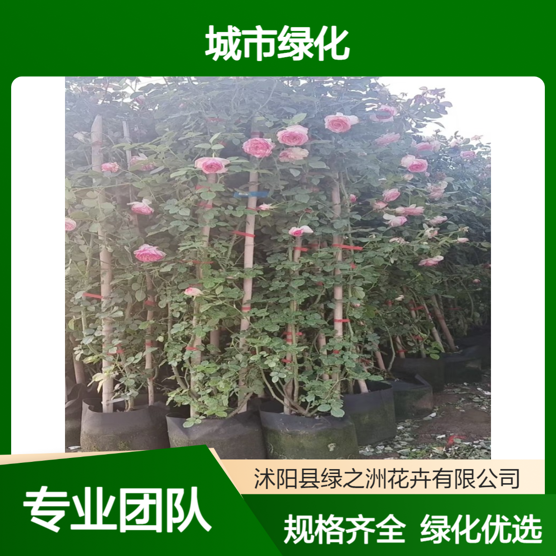 种植基地批发树状月季 规格齐全 庭院绿化 道路两旁 城市绿化栽植