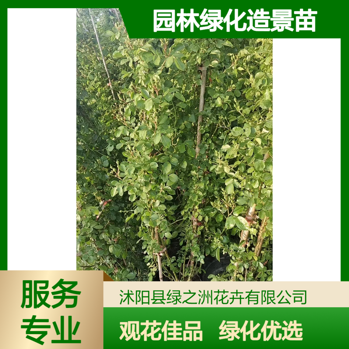 绿之洲苗圃出售树状月季 庭院别墅栽培观花植物 园林绿化造景苗