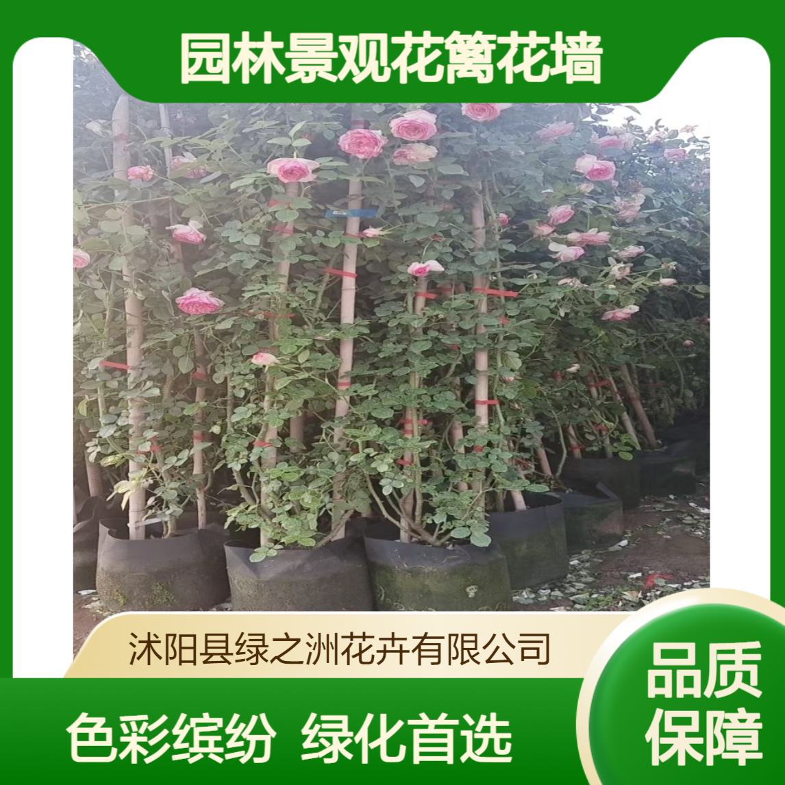 出售树状月季花苗 色彩丰富 园林景观花篱花墙 城市广场绿化花卉