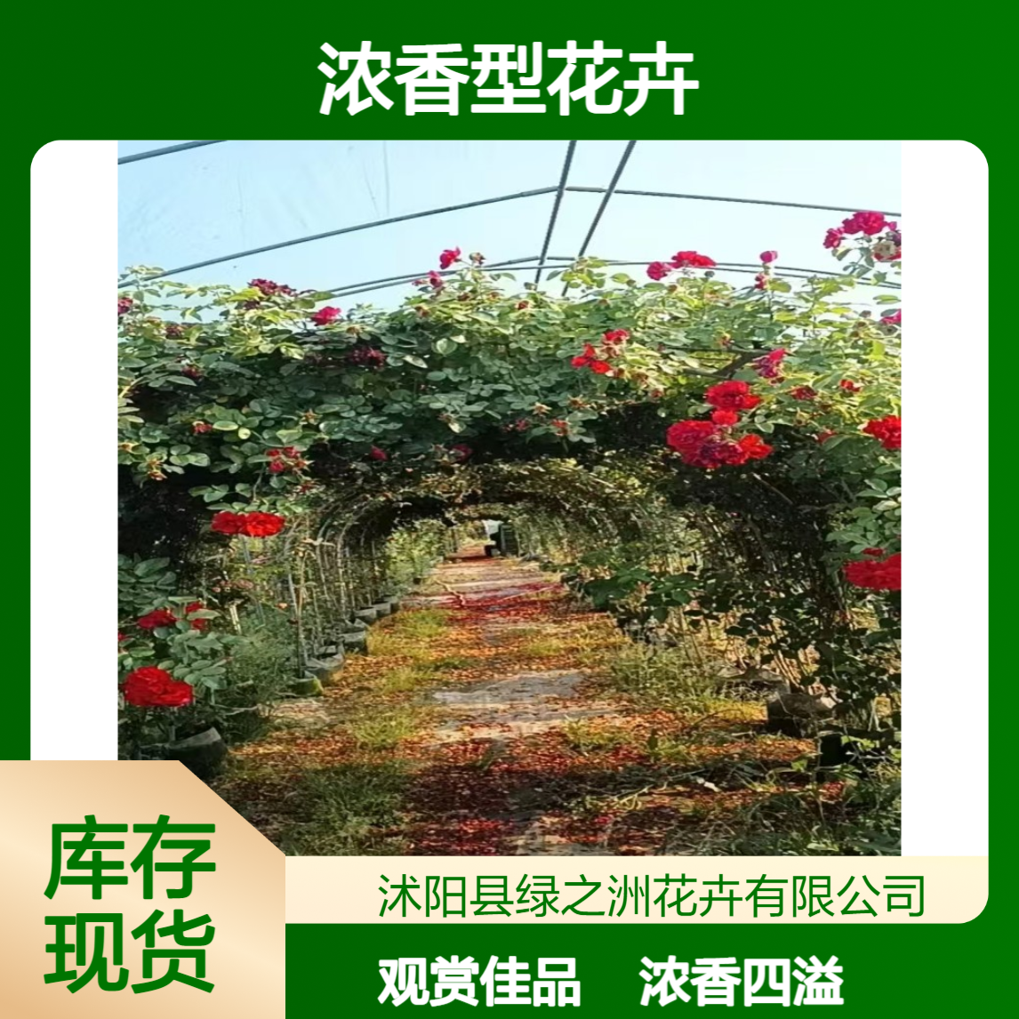 树状月季嫁接苗 盆栽地栽 庭院阳台观赏 浓香型花卉