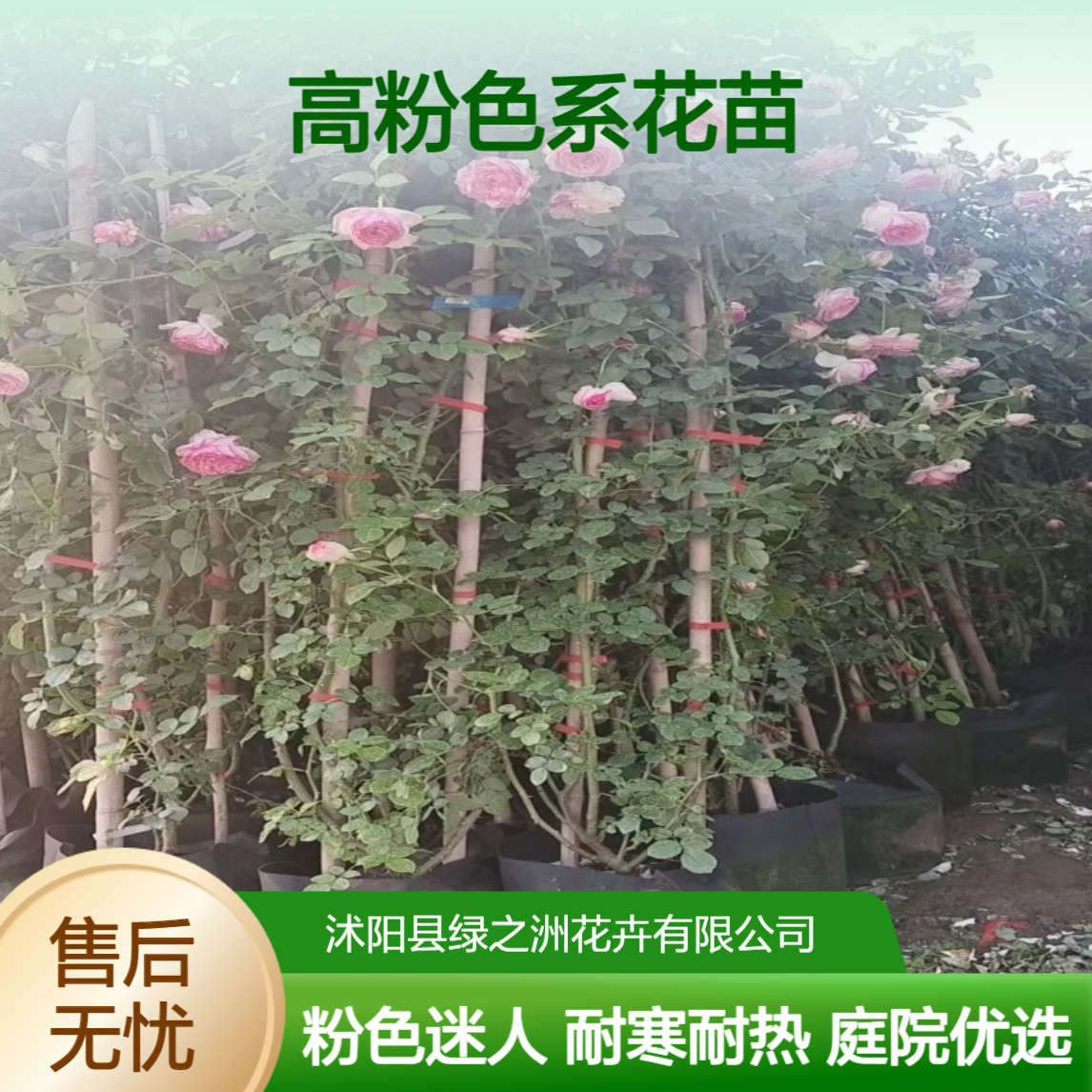 绿之洲树状月季 150cm高粉色系花苗 耐寒耐热庭院观赏佳品