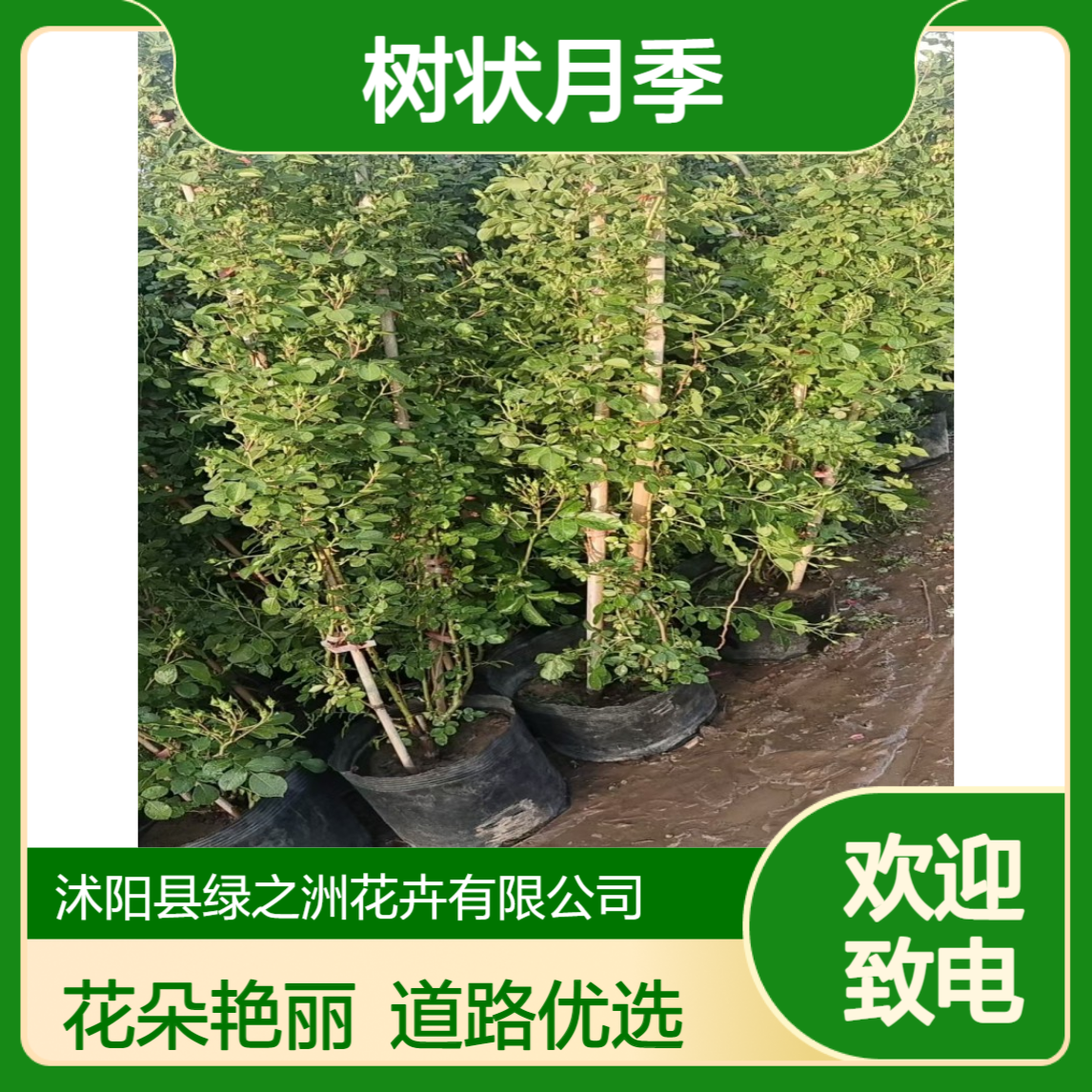 绿之洲优质树状月季 道路造景 花朵美丽 多年生多色系