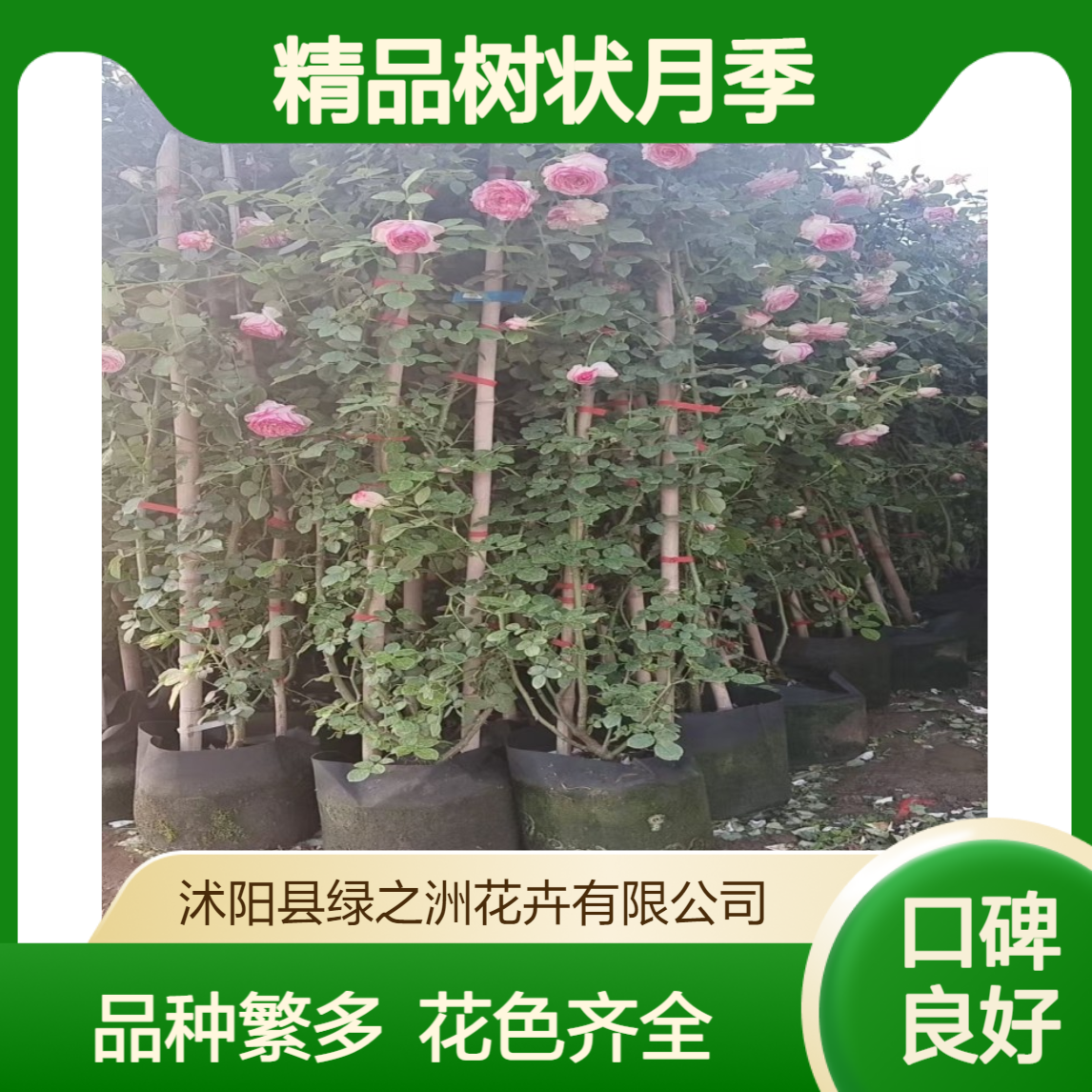 精品树状月季批发 造型品种多花色全 姿态优美 耐热 庭院绿化