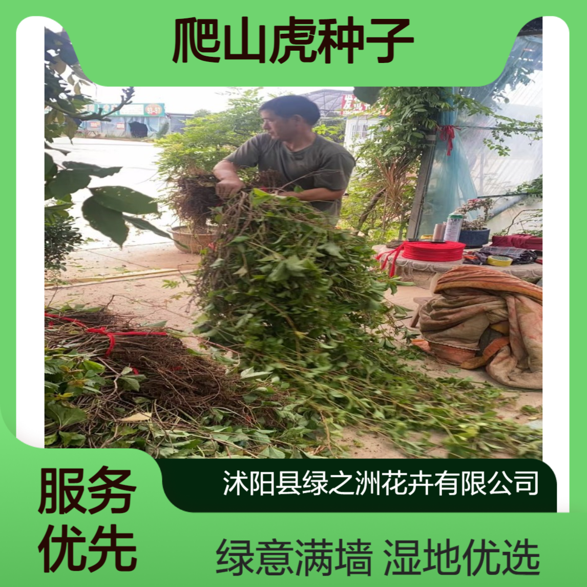 绿之洲国外引进种爬山虎种子 湿地绿化优选，绿意满墙不是梦