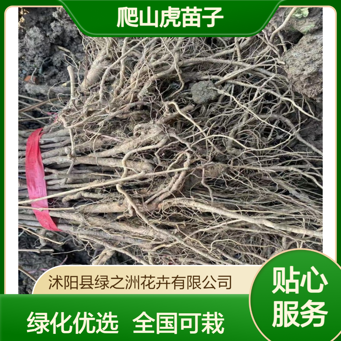 绿之洲爬山虎苗子 露天绿化优选品种 全国可栽