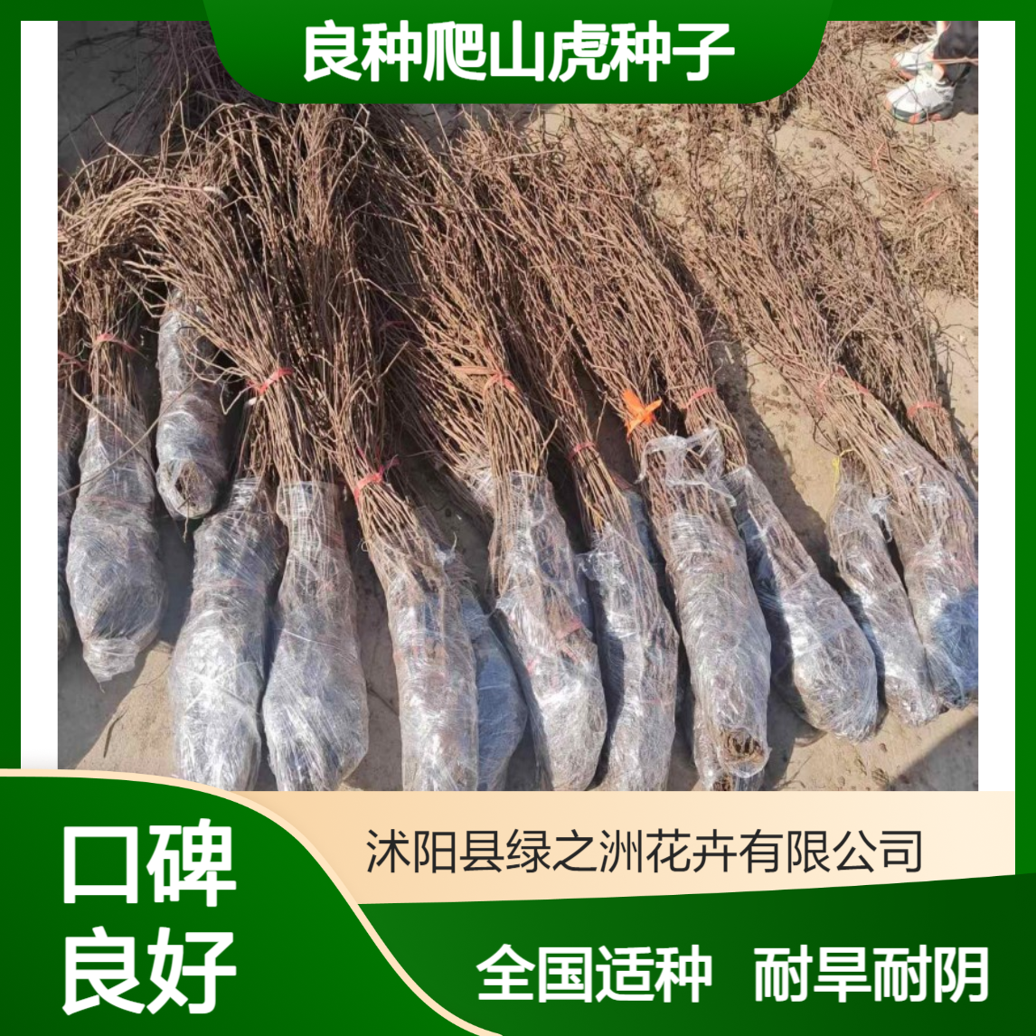 一级良种爬山虎种子 全国适宜种植 袋装齐全 耐旱耐阴