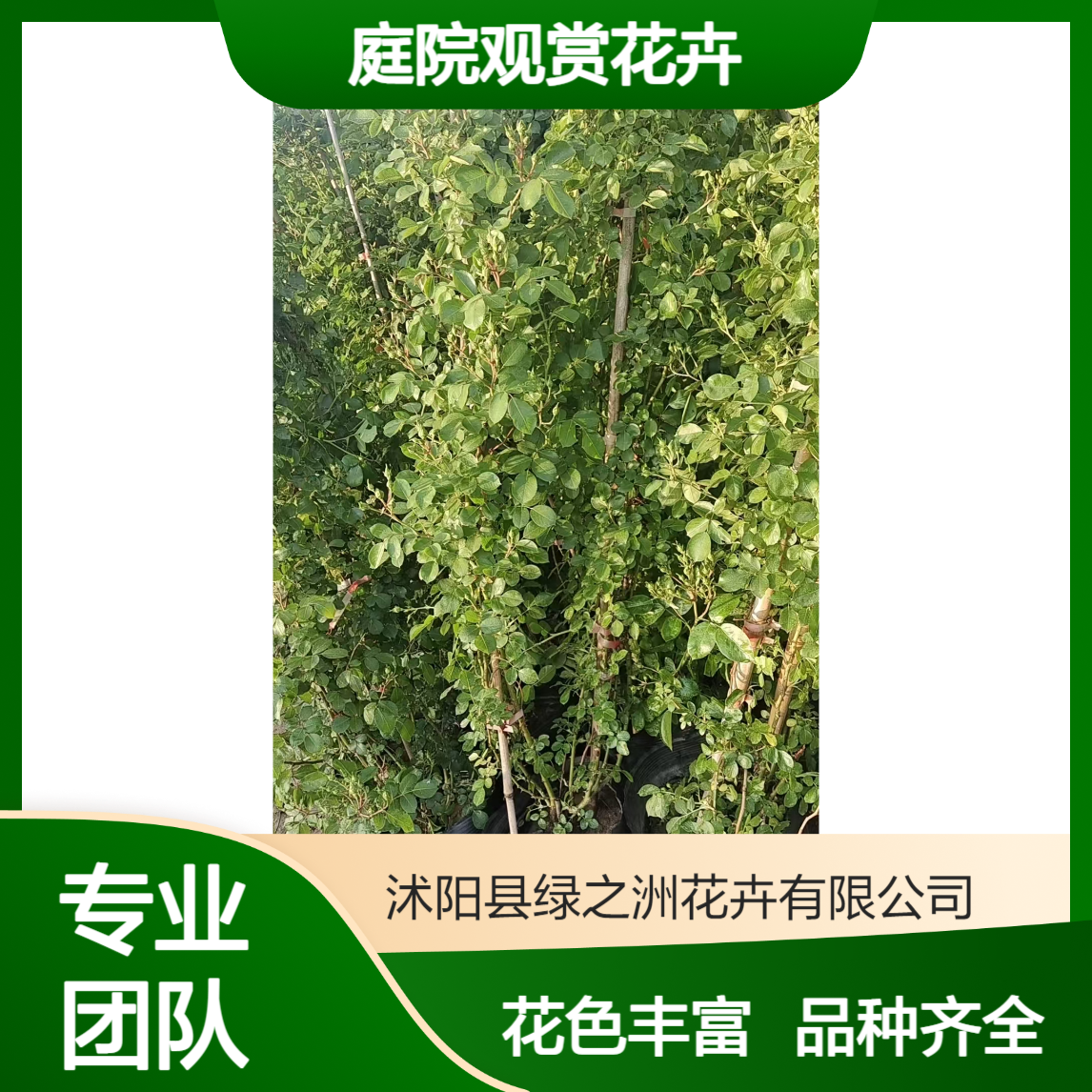 绿之洲 庭院观赏花卉树状月季 花色丰富 品种齐全 带土发货 易成活