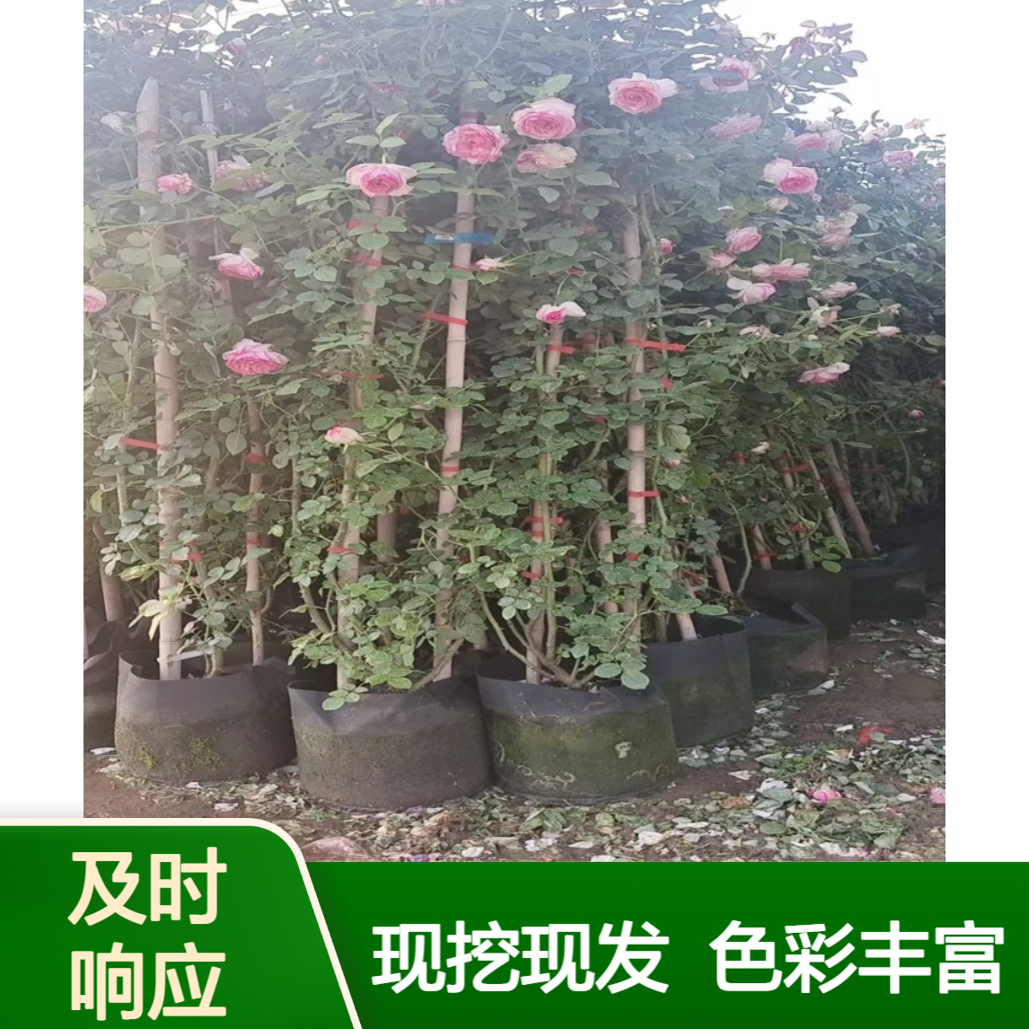 树状大花月季 园林景区景观打造 多色月季树基地培育 现挖直