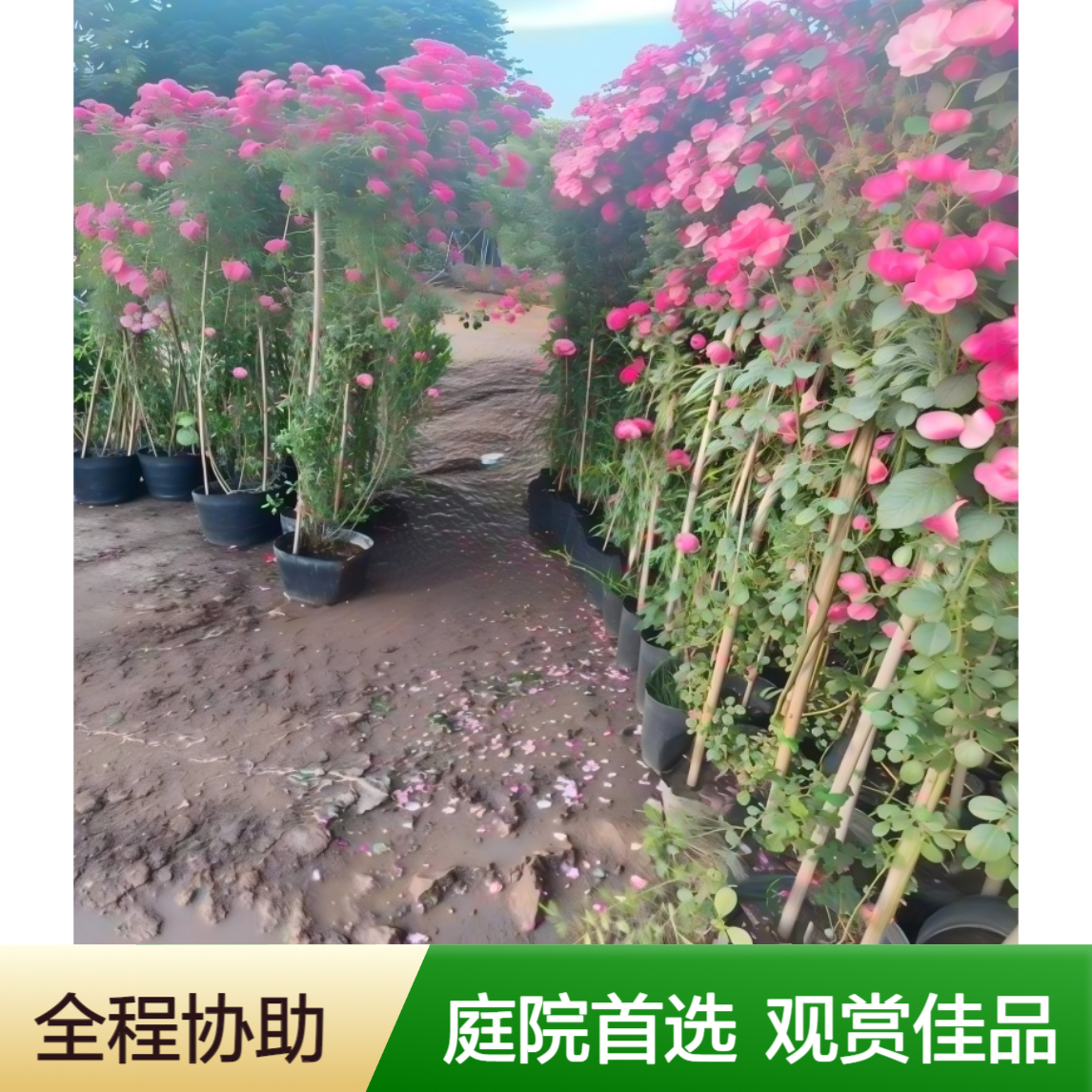 精品树状月季苗 庭院观赏花卉 花坛花带 专业鲜花种养殖基地