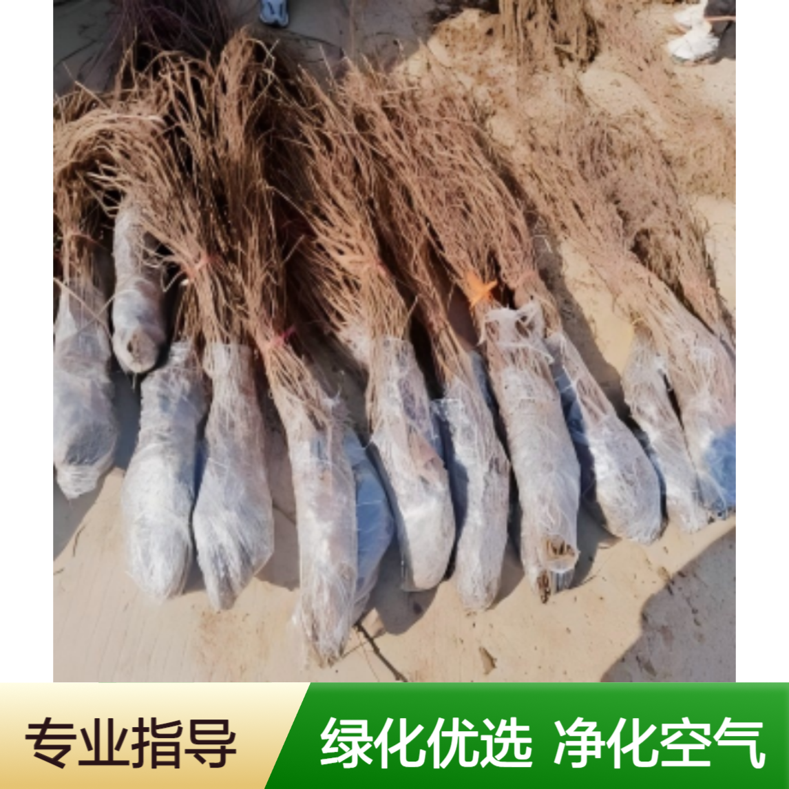 三年生五叶爬山虎 露天栽培 绿化净化空气优选