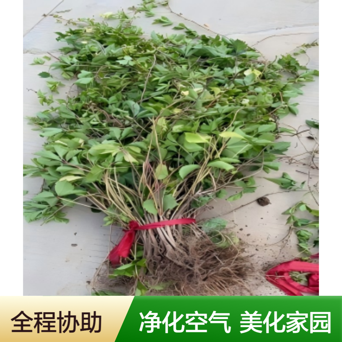 三叶爬山虎苗 2年苗龄 露天栽培 空气净化美化环境