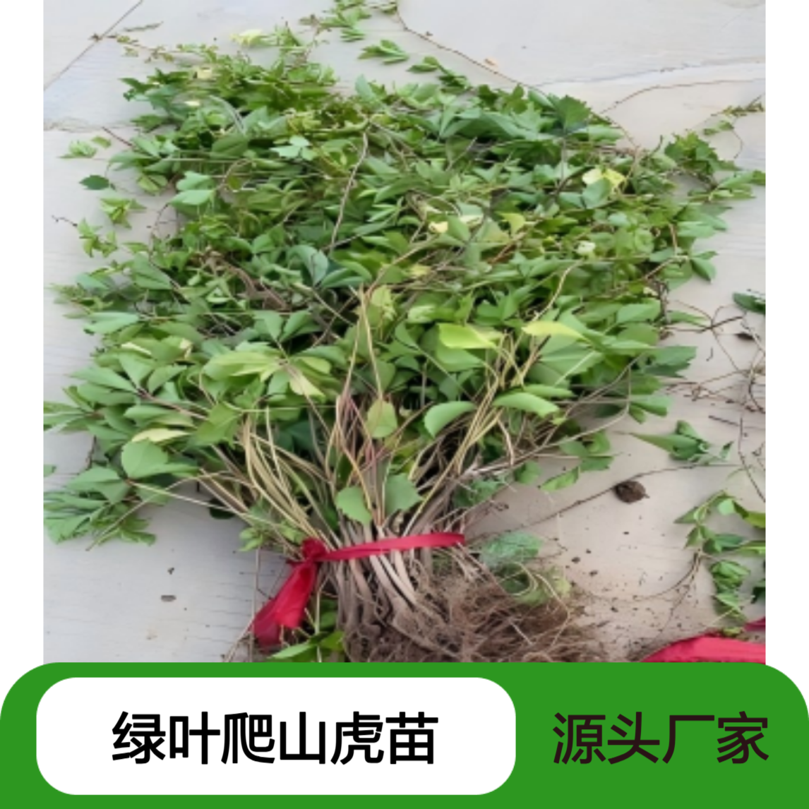 绿叶爬山虎苗热议及采购 送管理资料 园区规划设置 城市绿