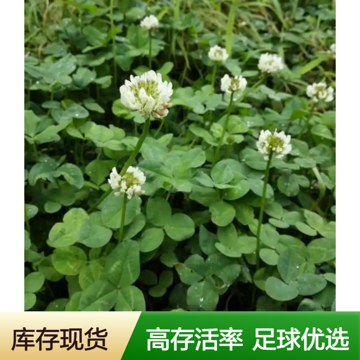 紫花苜蓿种子 适用于足球场草坪修剪 存活率高