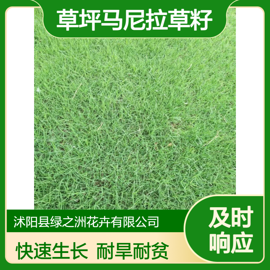 草坪马尼拉草籽 生长速度较快 耐贫瘠性 耐旱性