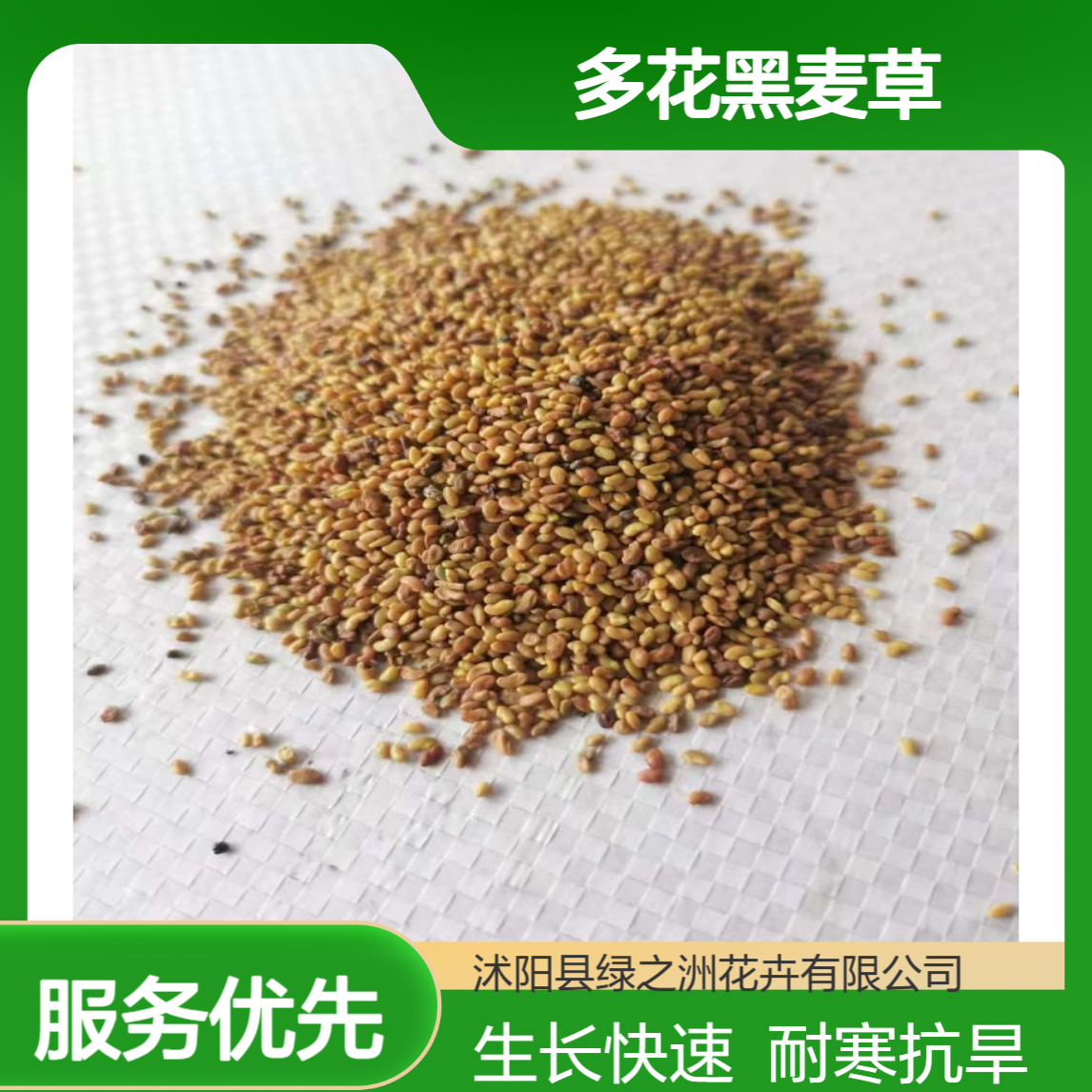 多花黑麦草草坪种子绿化草籽生长快速耐寒草种德 阳边坡护坡