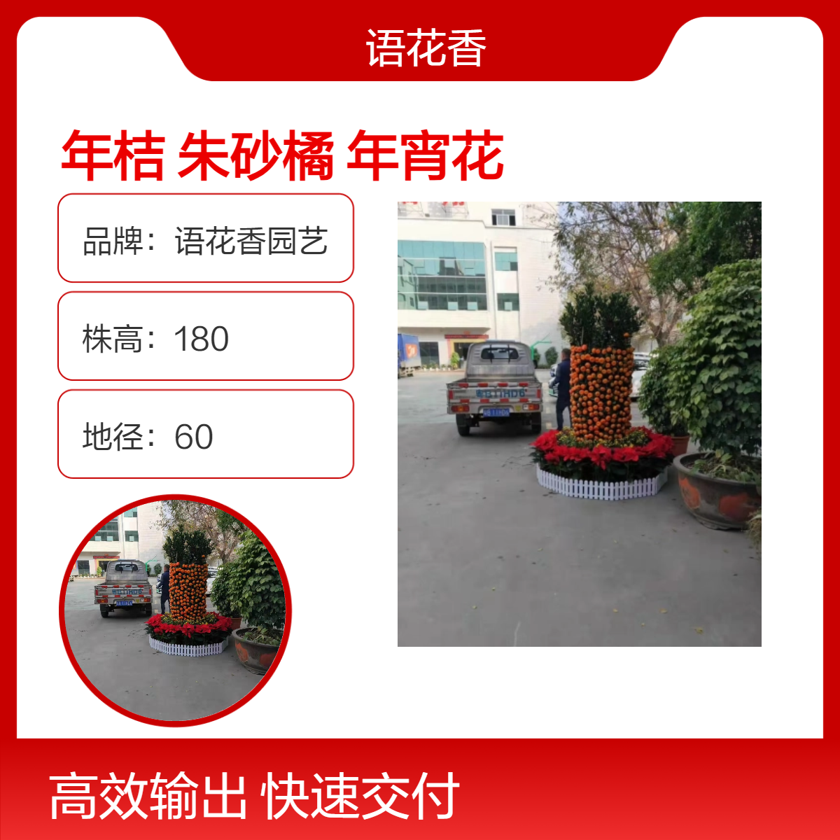 年桔盆栽带果朱砂橘年桔排果大型绿植年宵花金桔树新年深 圳