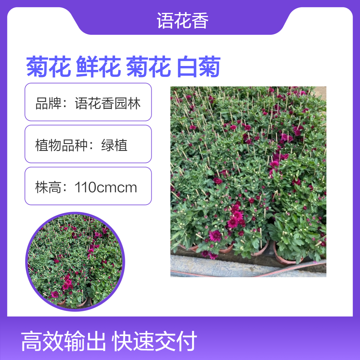 深 圳宝 安发货 菊花盆栽基地直发 黄菊红菊花 春节年桔花坛装饰专用