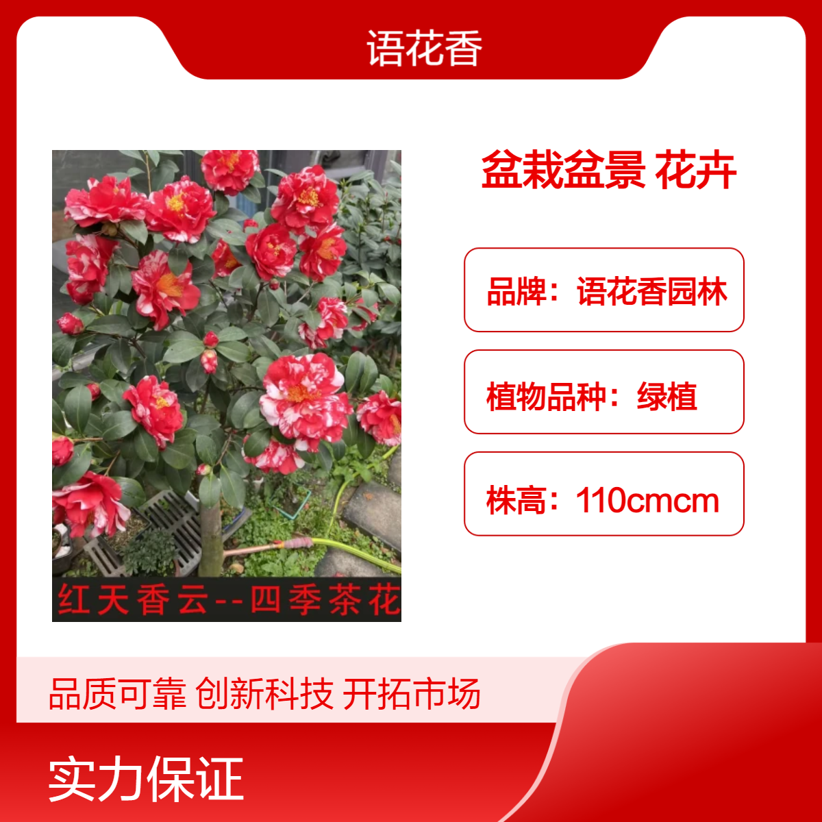 四季茶花盆栽盆景 花镜庭院小区园林绿化观赏性花卉语花香