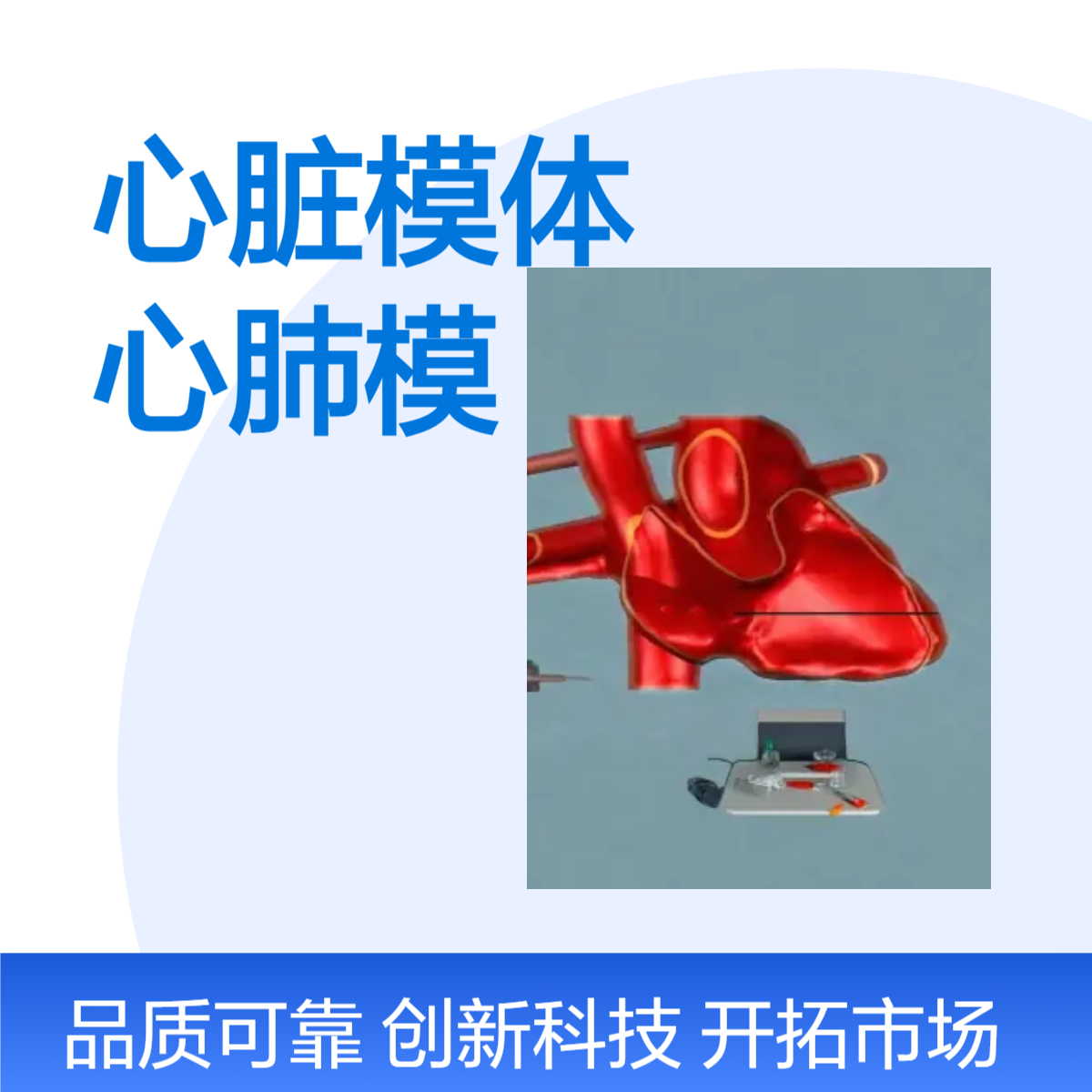 心脏模体定做心肺模体核磁心脏水模体定做