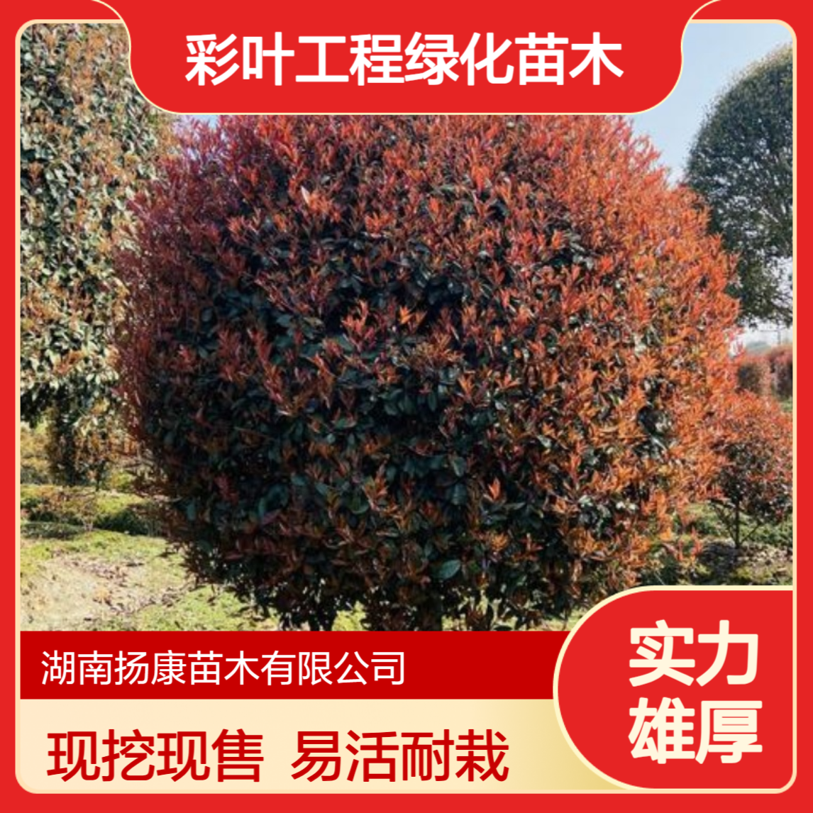 红叶石楠球 冠幅30~350红叶石楠 常绿色块灌木育苗种植 杨康苗木