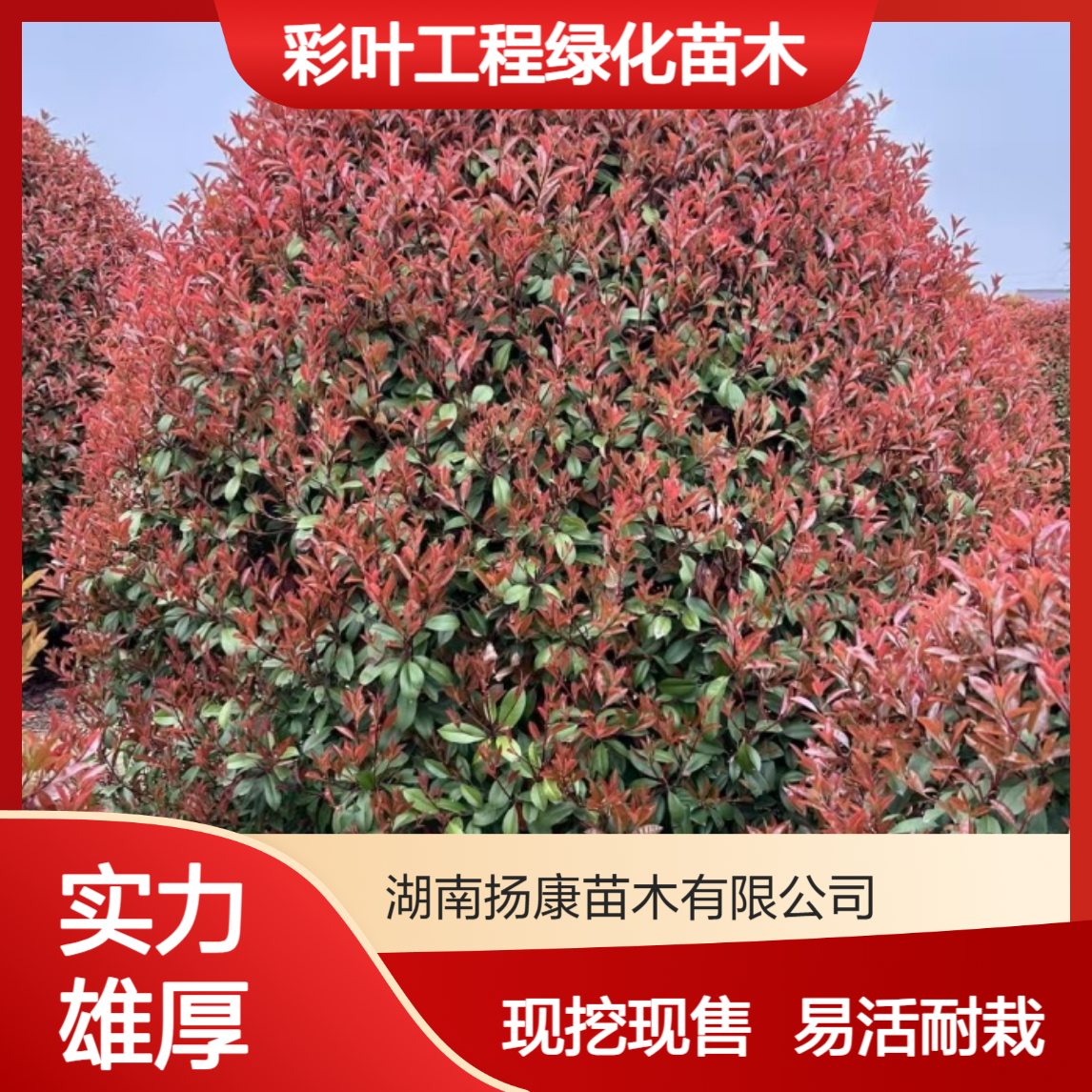 现挖出售红叶石楠球 彩叶工程绿化苗木 易成活 杨康苗木